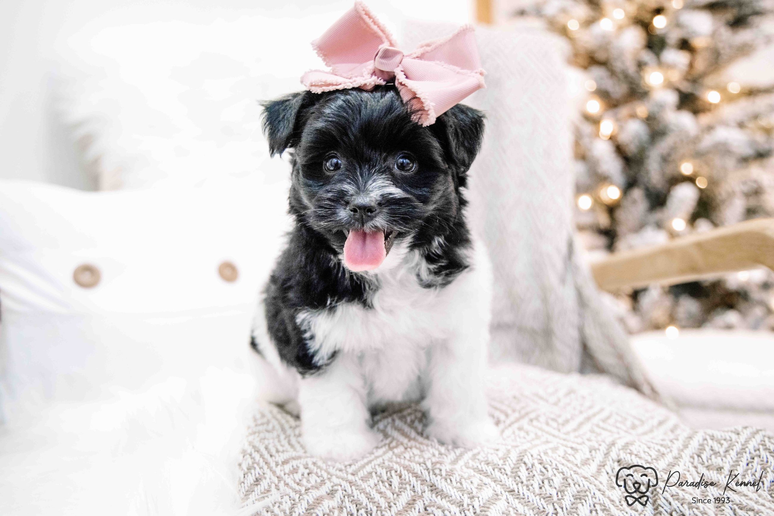 Havanese Puppies  - 9 - 1763563836353_maltipoo breeder -26