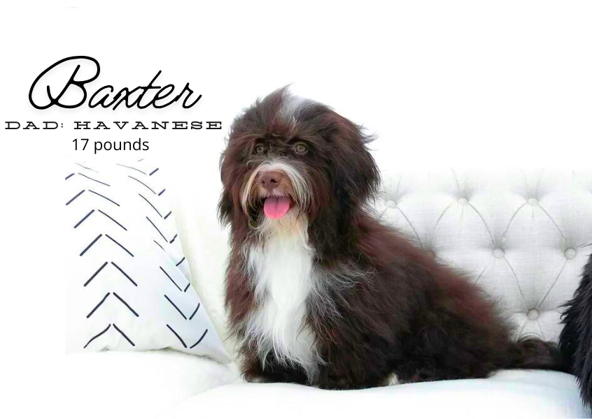 Havanese Puppies  - 12 - 1763564004763_baxter havanese male