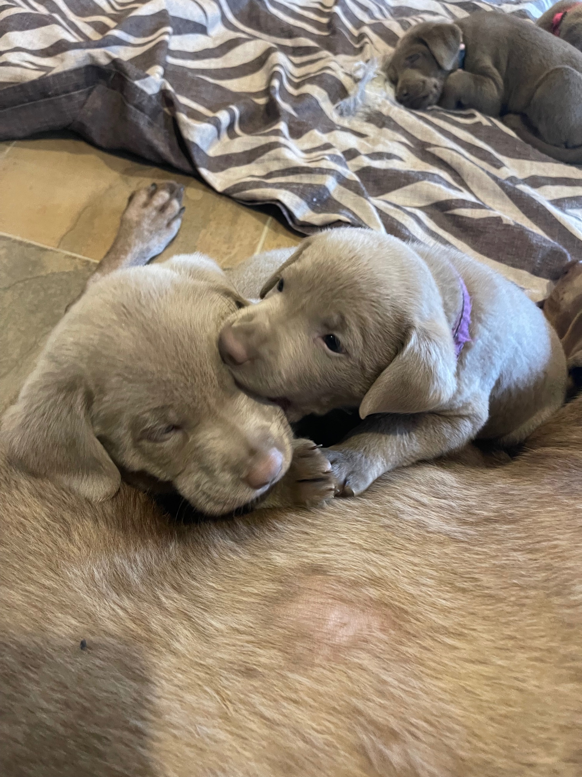 🐾 Purebred Silver Lab Puppies – Rare Colour! - 9 - 1763604714054_IMG_5308