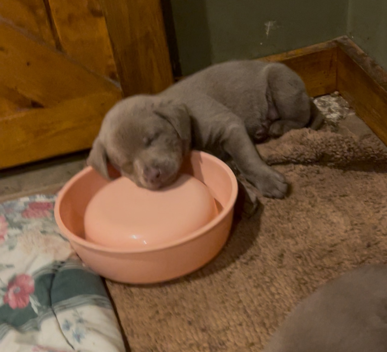 🐾 Purebred Silver Lab Puppies – Rare Colour! - 8 - 1763604714086_IMG_5345