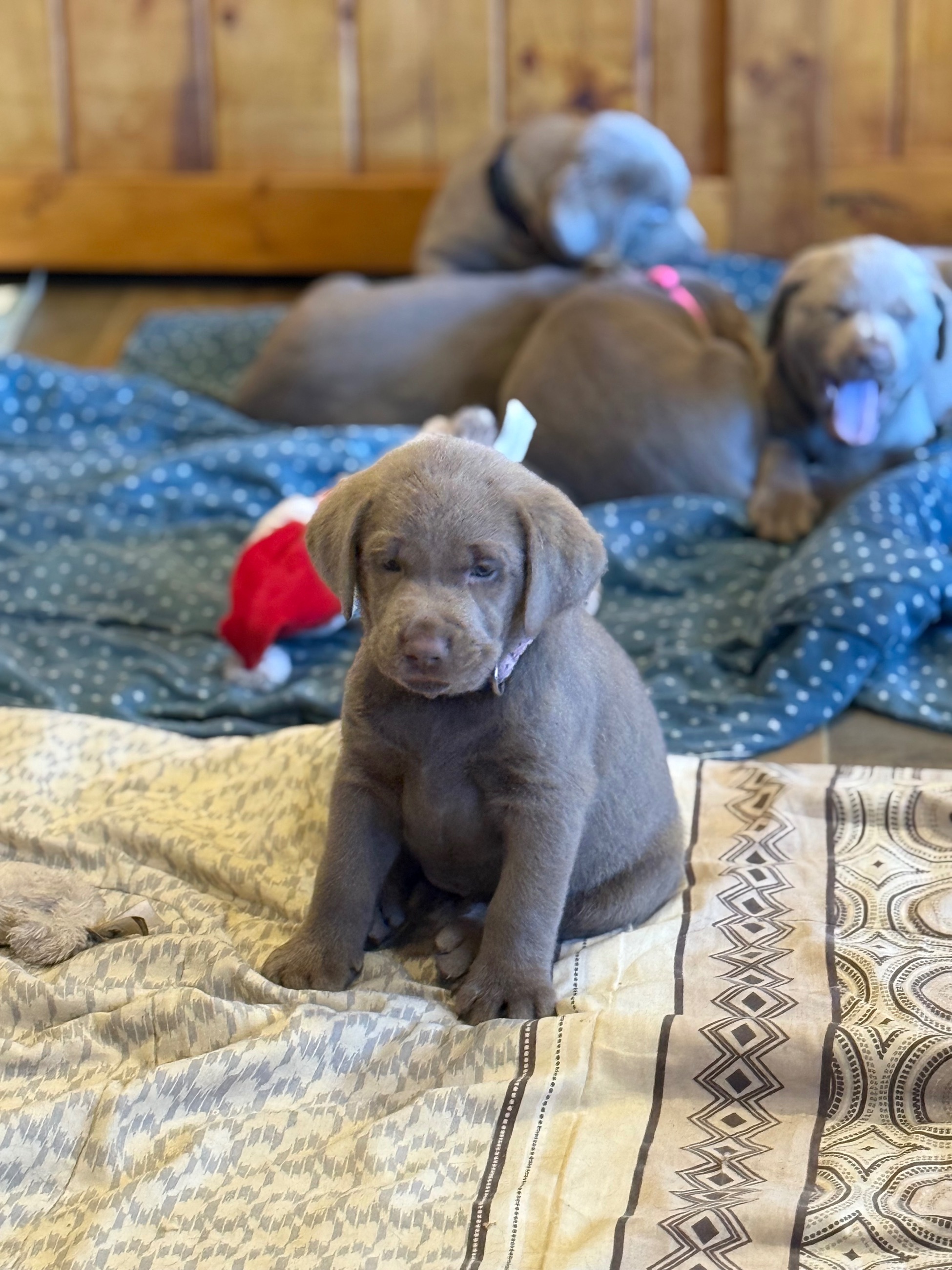 🐾 Purebred Silver Lab Puppies – Rare Colour! - 2 - 1763604714132_IMG_5669