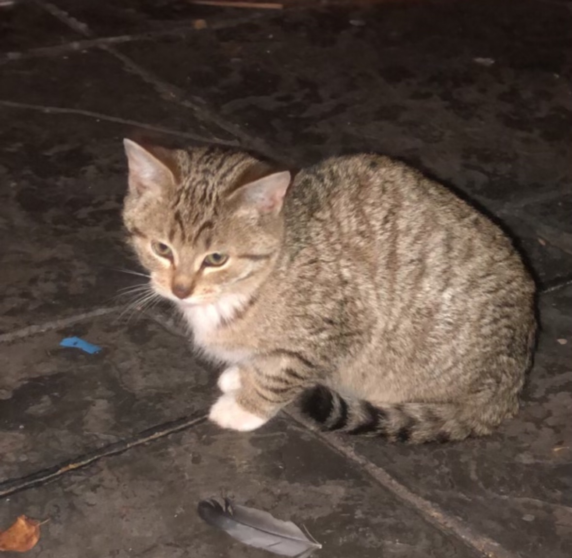 Photo of Kittens free to good home