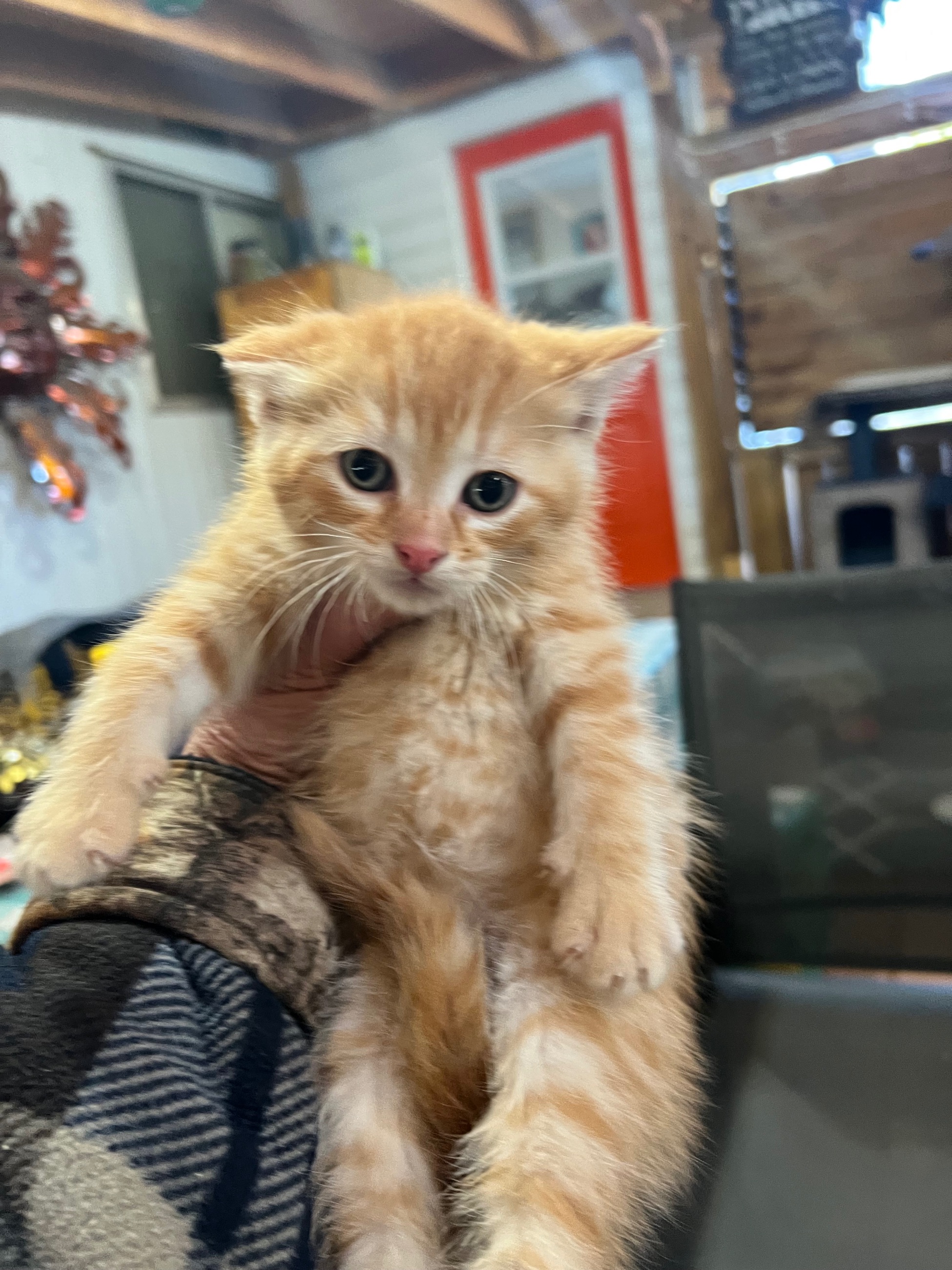 Photo of Free kittens