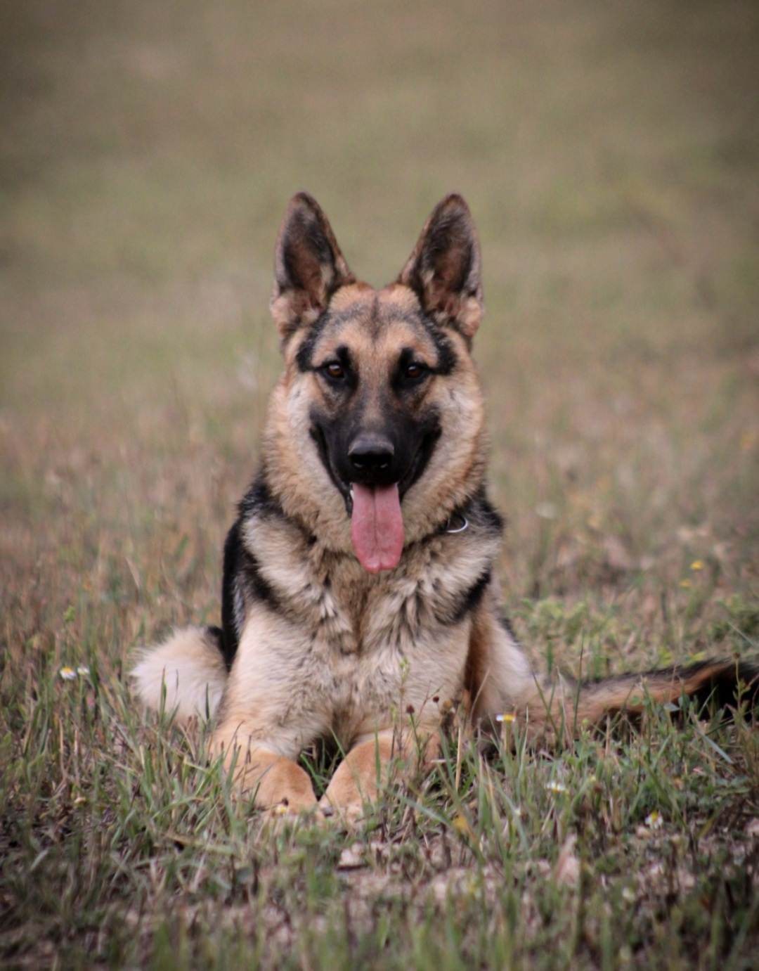 German shepherd puppies! - 4 - 1763662107677_Screenshot_20251110-151852_Gallery