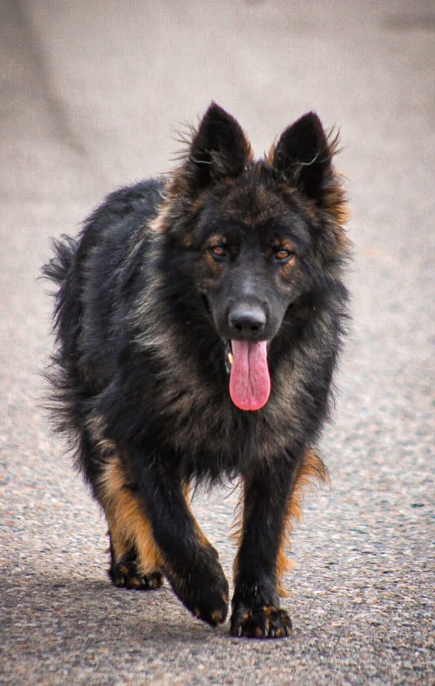 German shepherd puppies! - 3 - 1763662108105_Screenshot_20251110-151922_Gallery