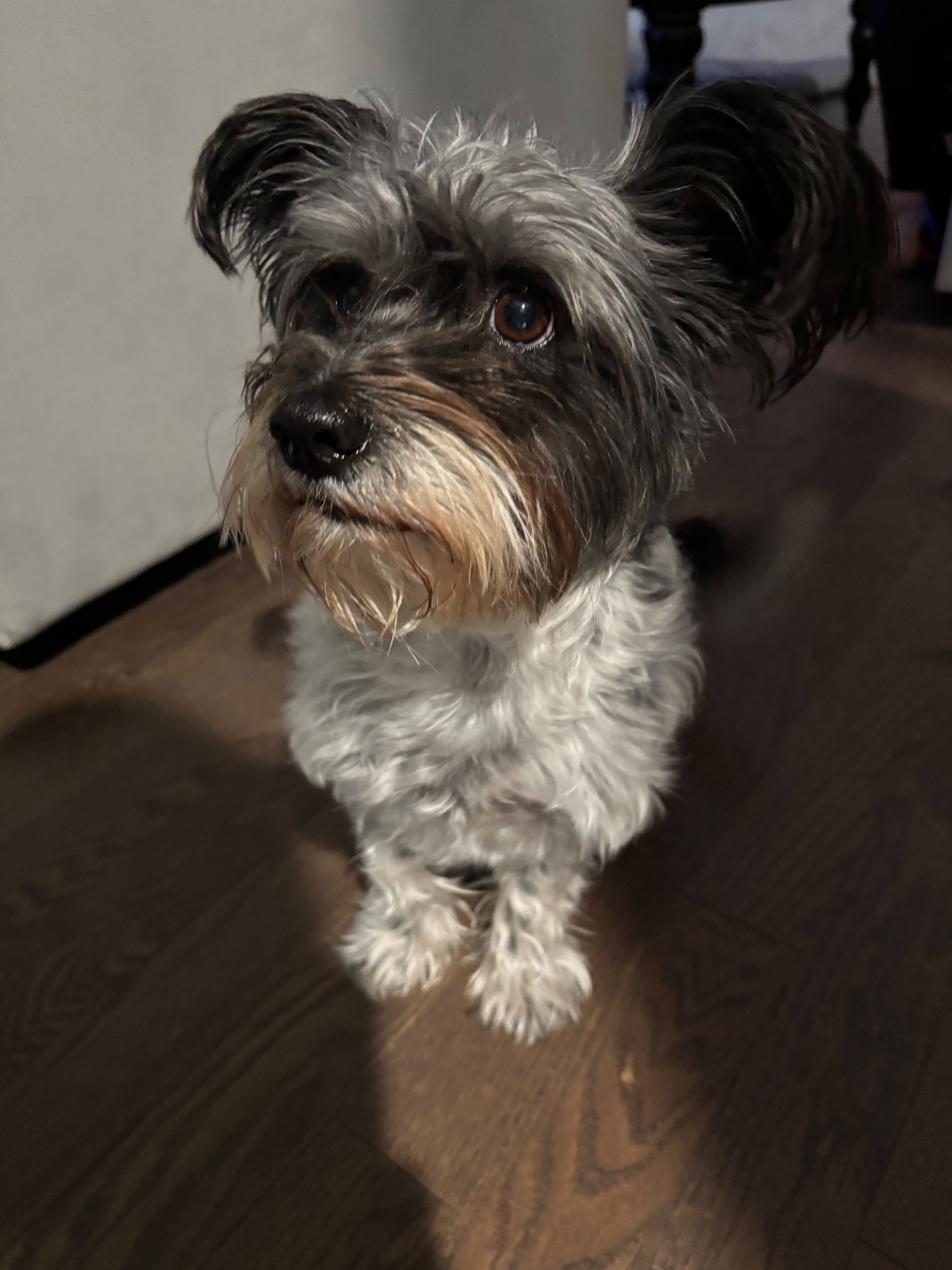 Yorkie puppies - 2 - 1763666622855_IMG_7791