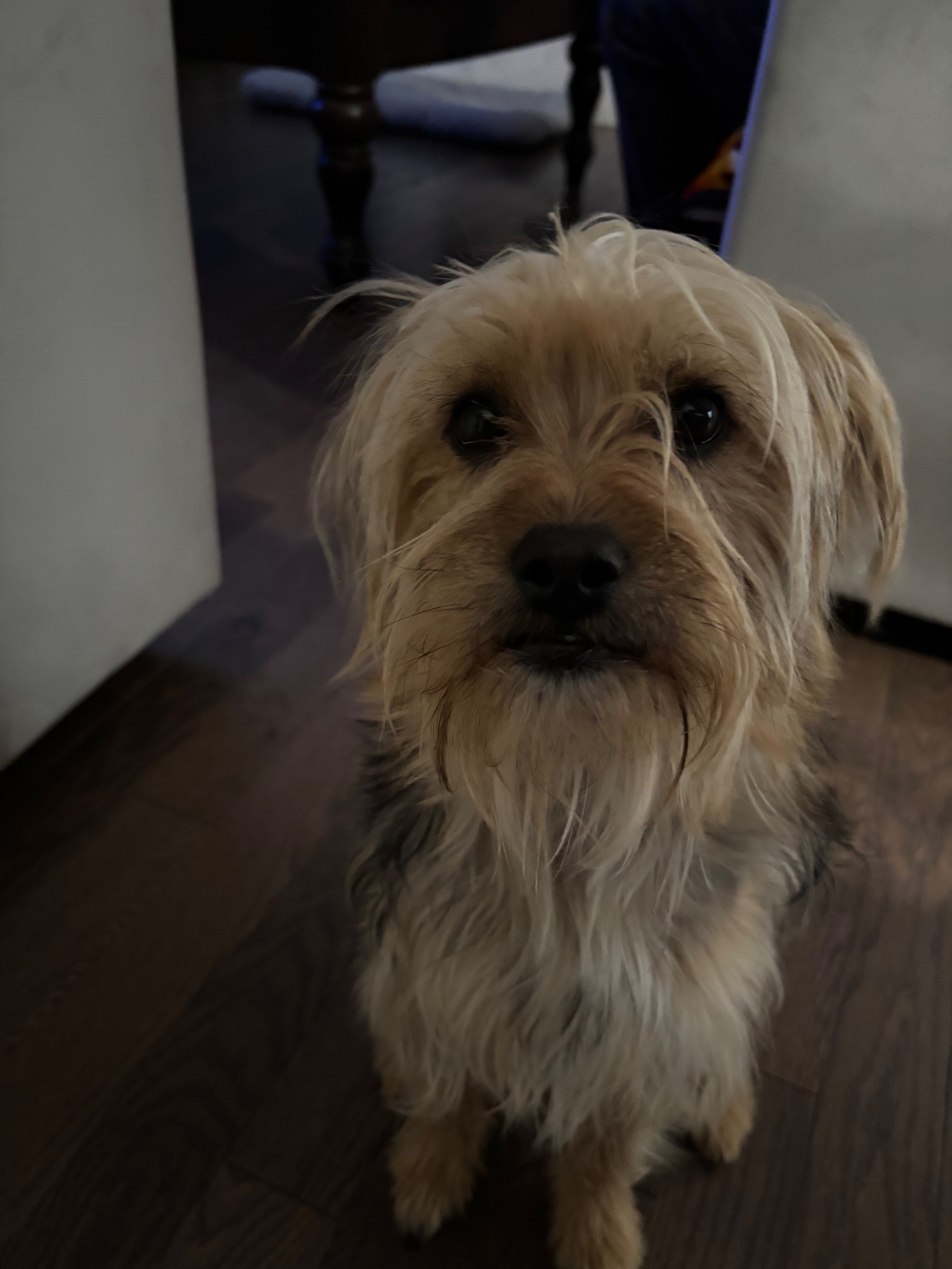 Photo of Yorkie puppies