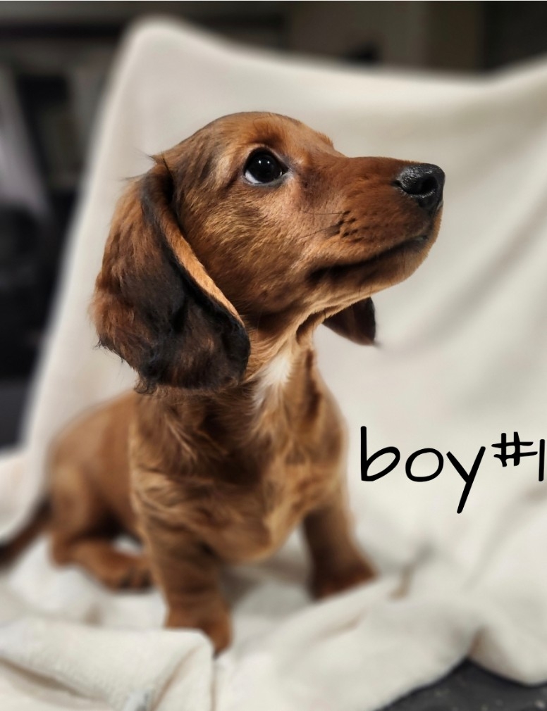 Photo of Miniature  Dachshund Puppies Long-Haired ,are ready to go.