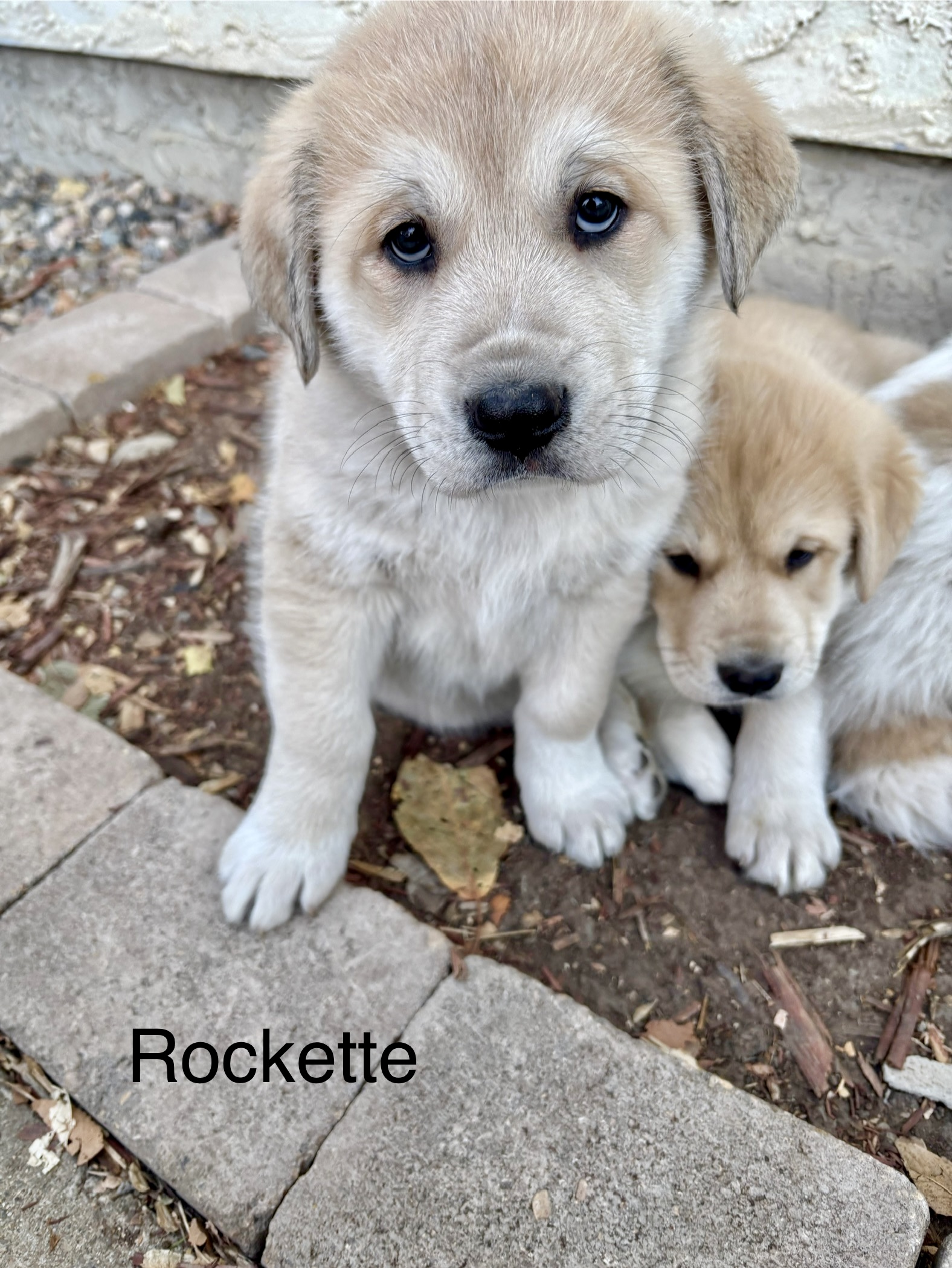 Photo of 4 Puppies and Adult Female Dog