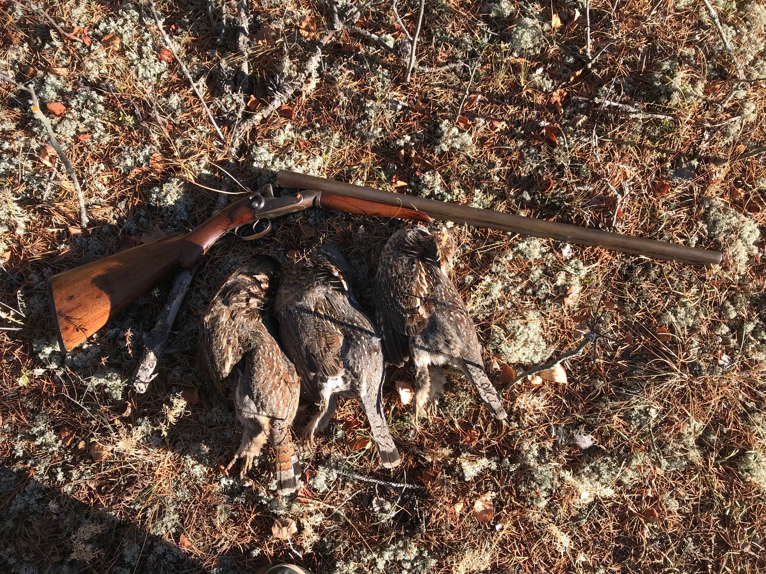 Photo of Looking for 20 Gauge Hulls