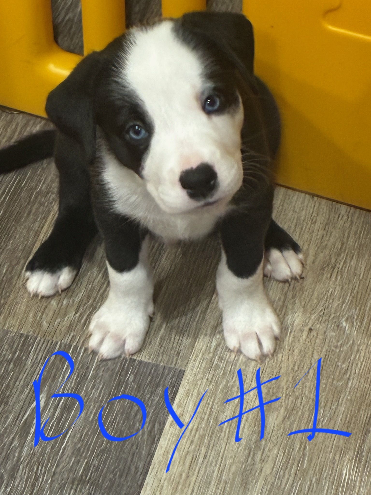 Catahula x Border Collie for sale - 4 - 1763779972646_1000004208