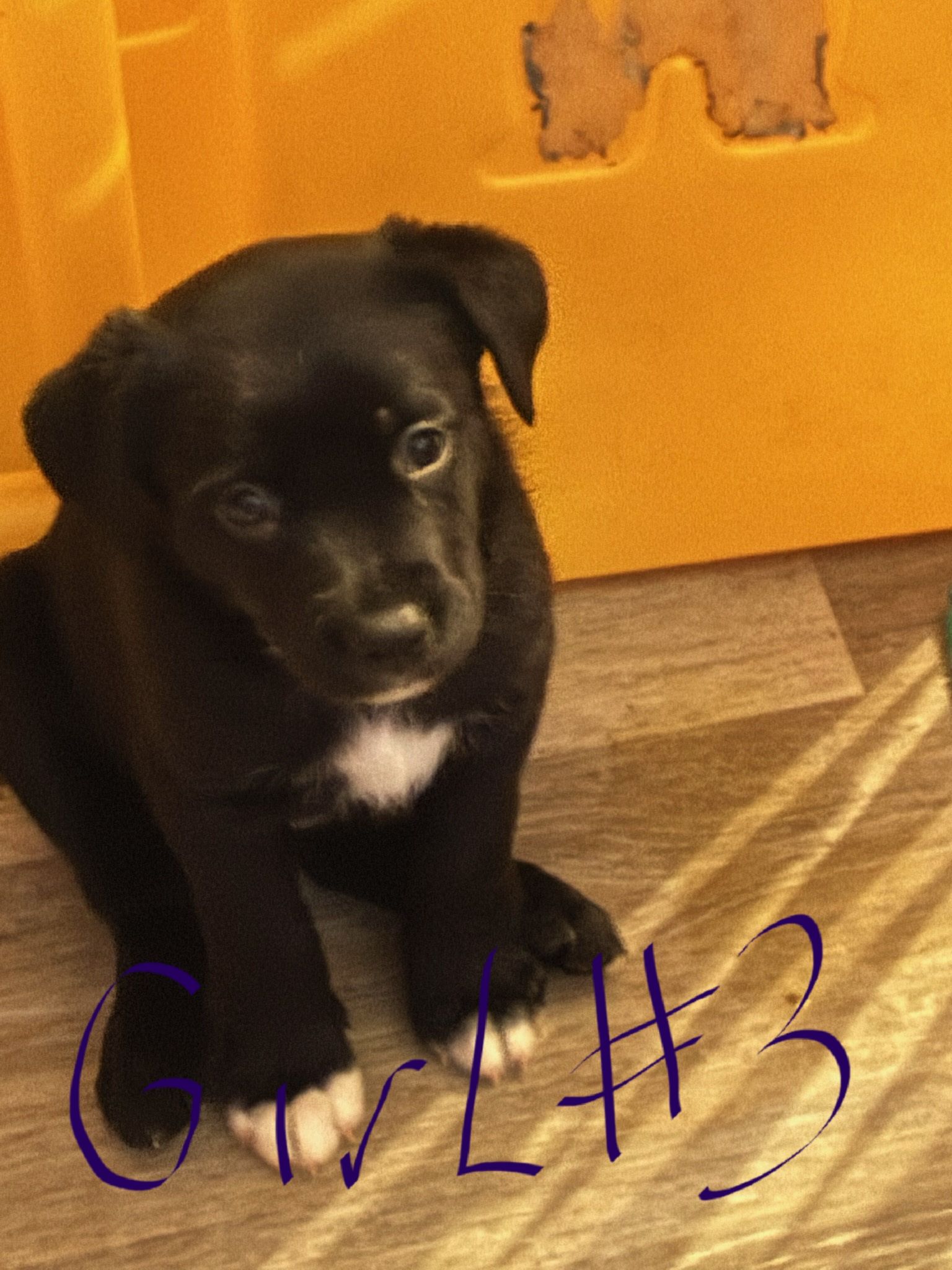 Catahula x Border Collie for sale - 2 - 1763779972766_1000004204