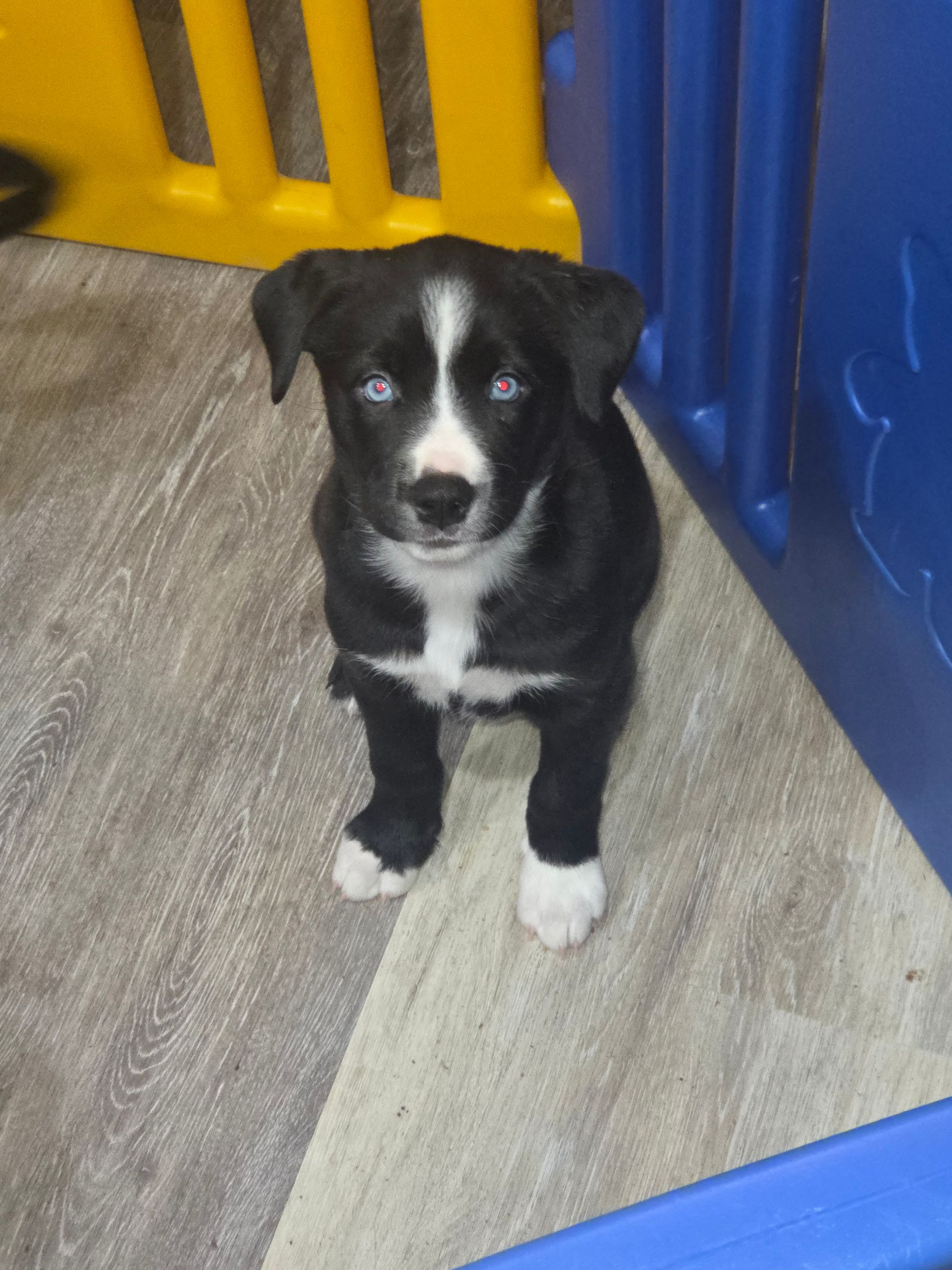 Catahula x Border Collie for sale - 5 - 1763779972817_1000004228