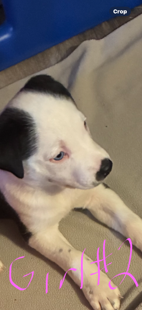 Catahula x Border Collie for sale - 3 - 1763779972946_1000004207