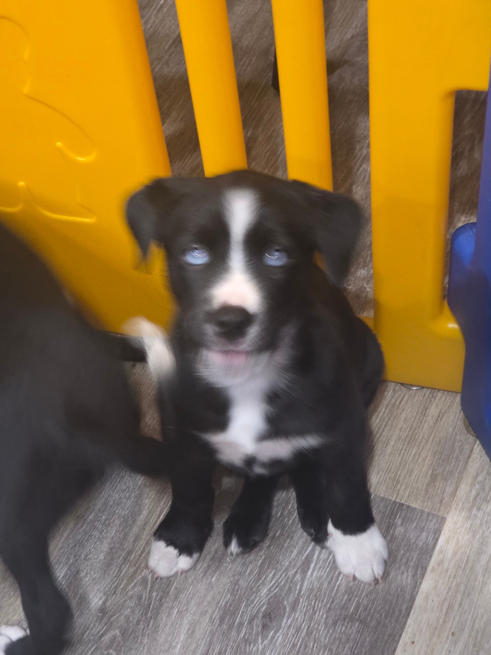 Catahula x Border Collie for sale - 6 - 1763800882942_1000004226