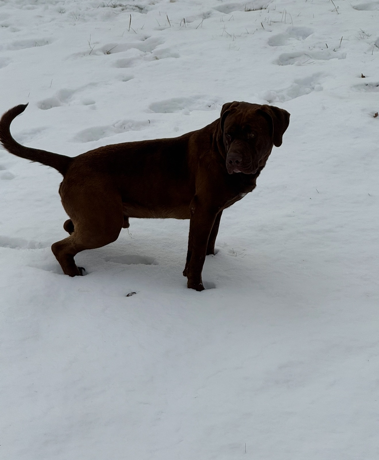 Photo of male lx bully