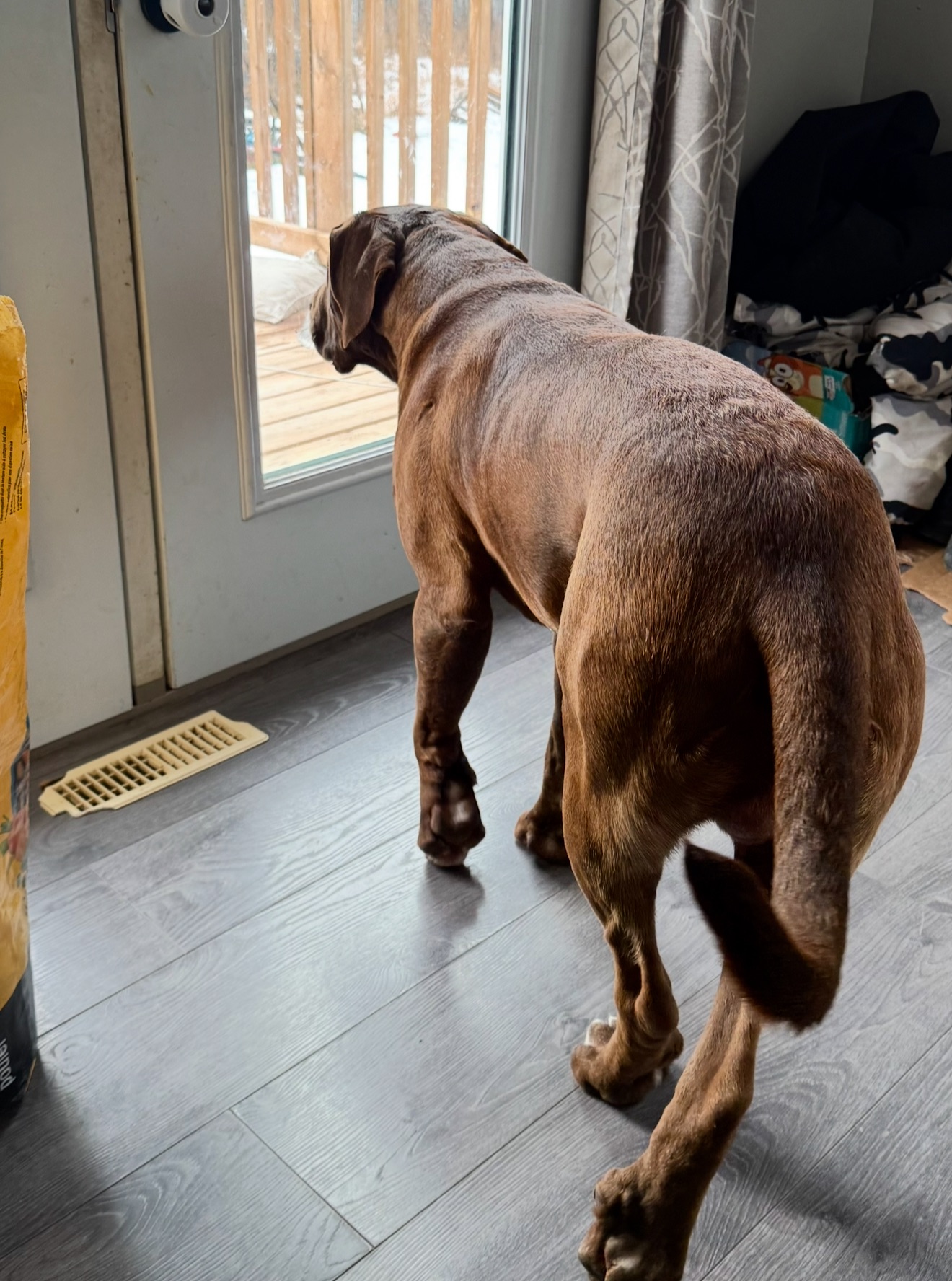 Photo of male lx bully