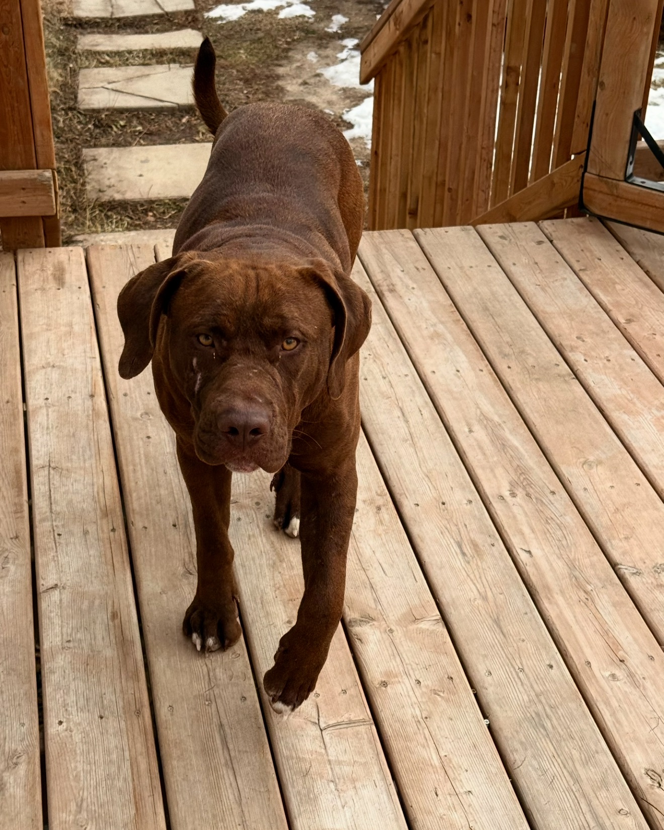 Photo of male lx bully