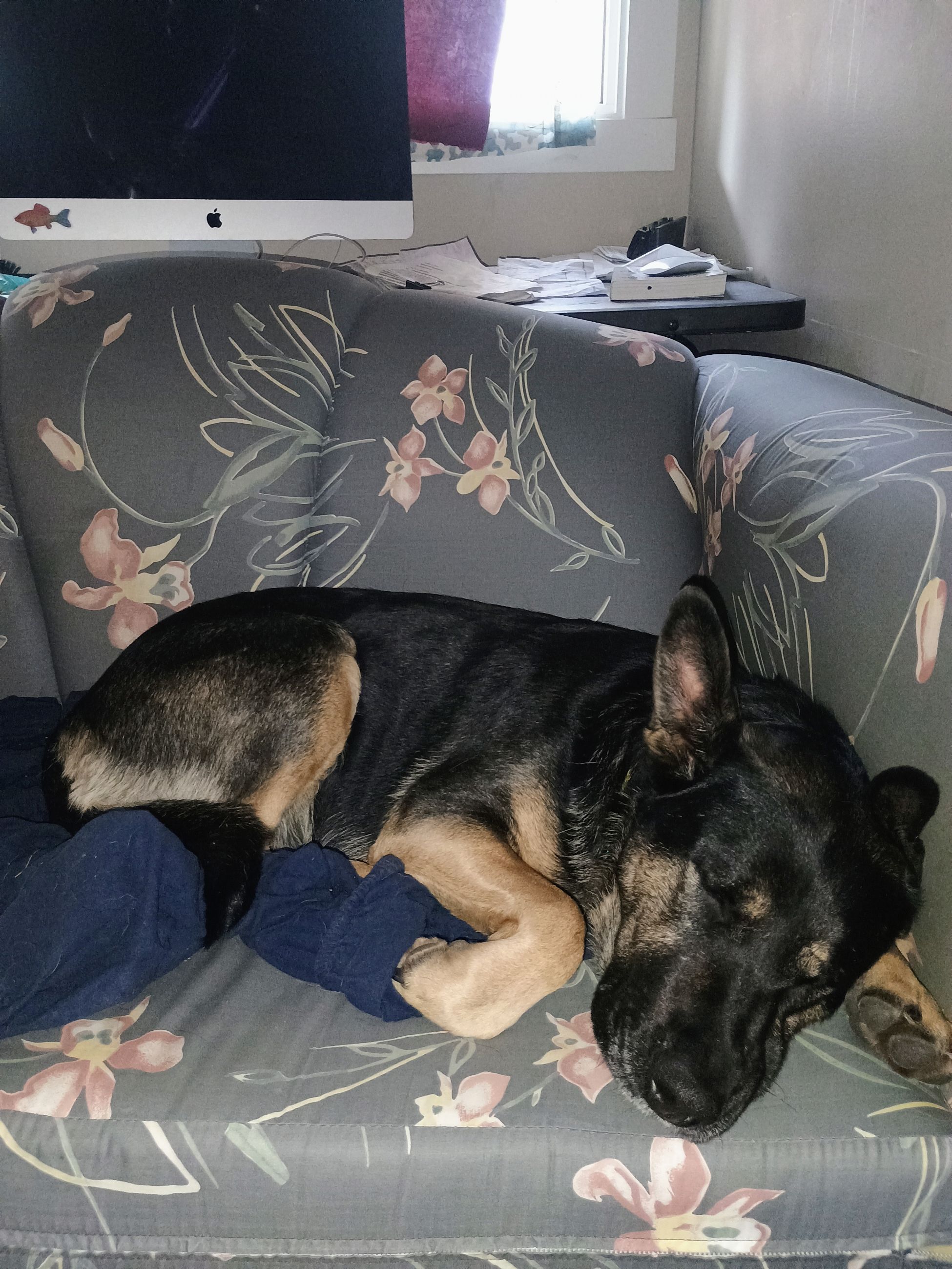 Photo of Female, not spayed 3 yrs old German shepherd mix