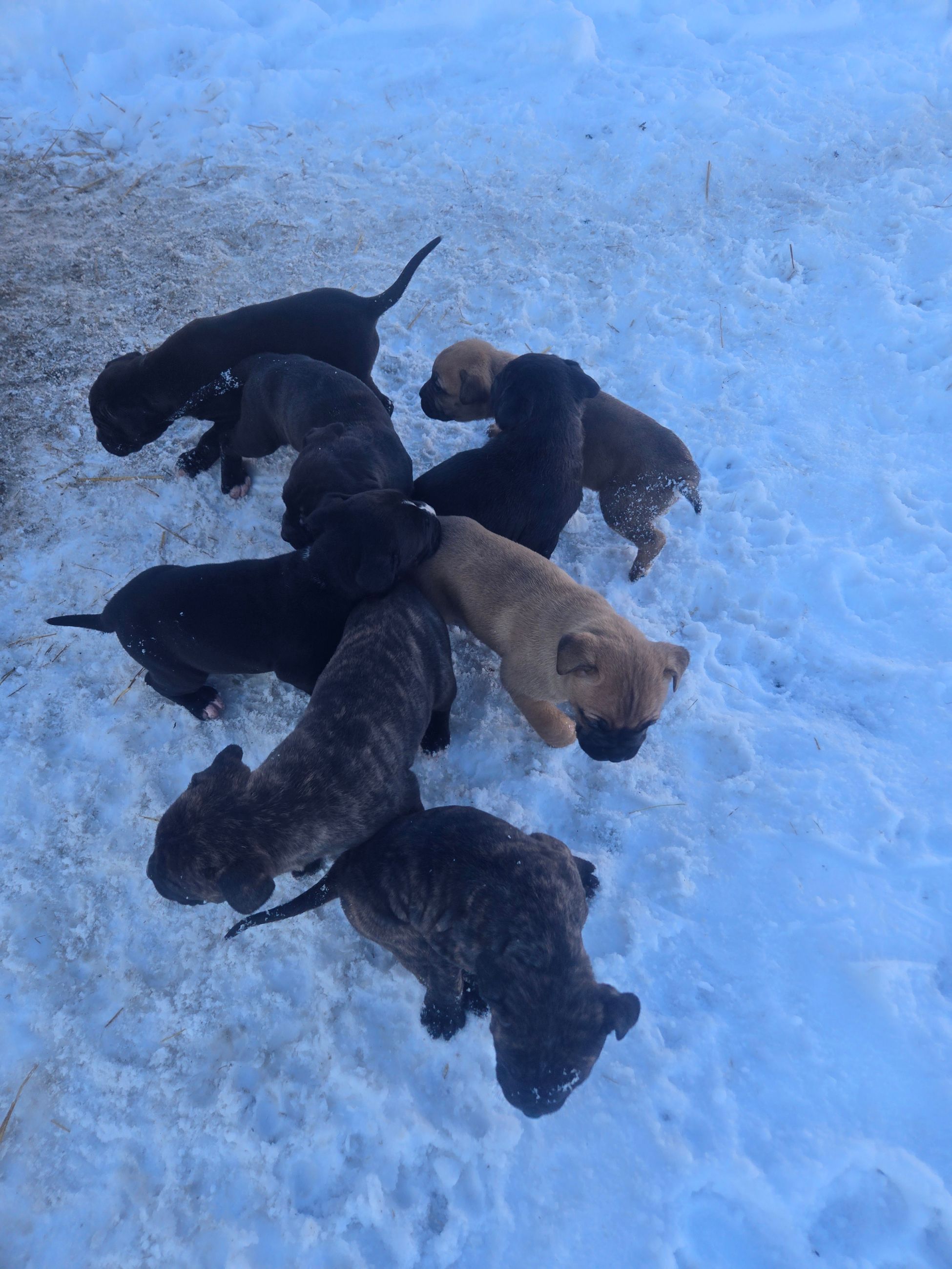 Photo of Cane corso X pittys 