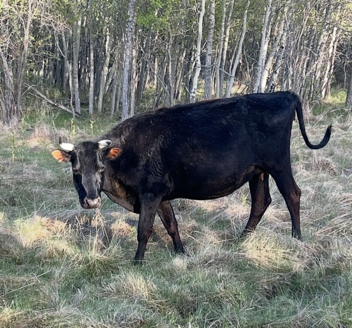 Photo of Black Cow