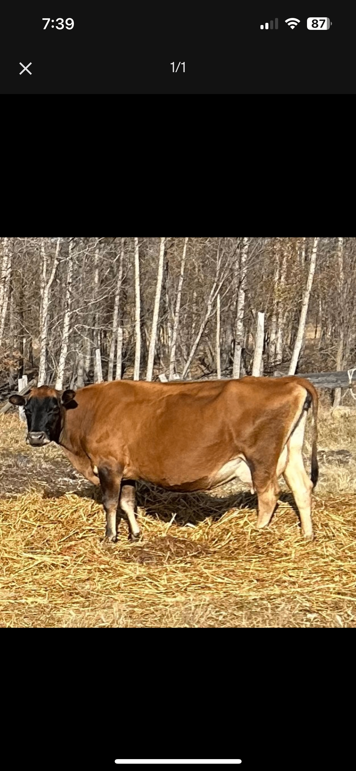 Photo of Jersey Cow