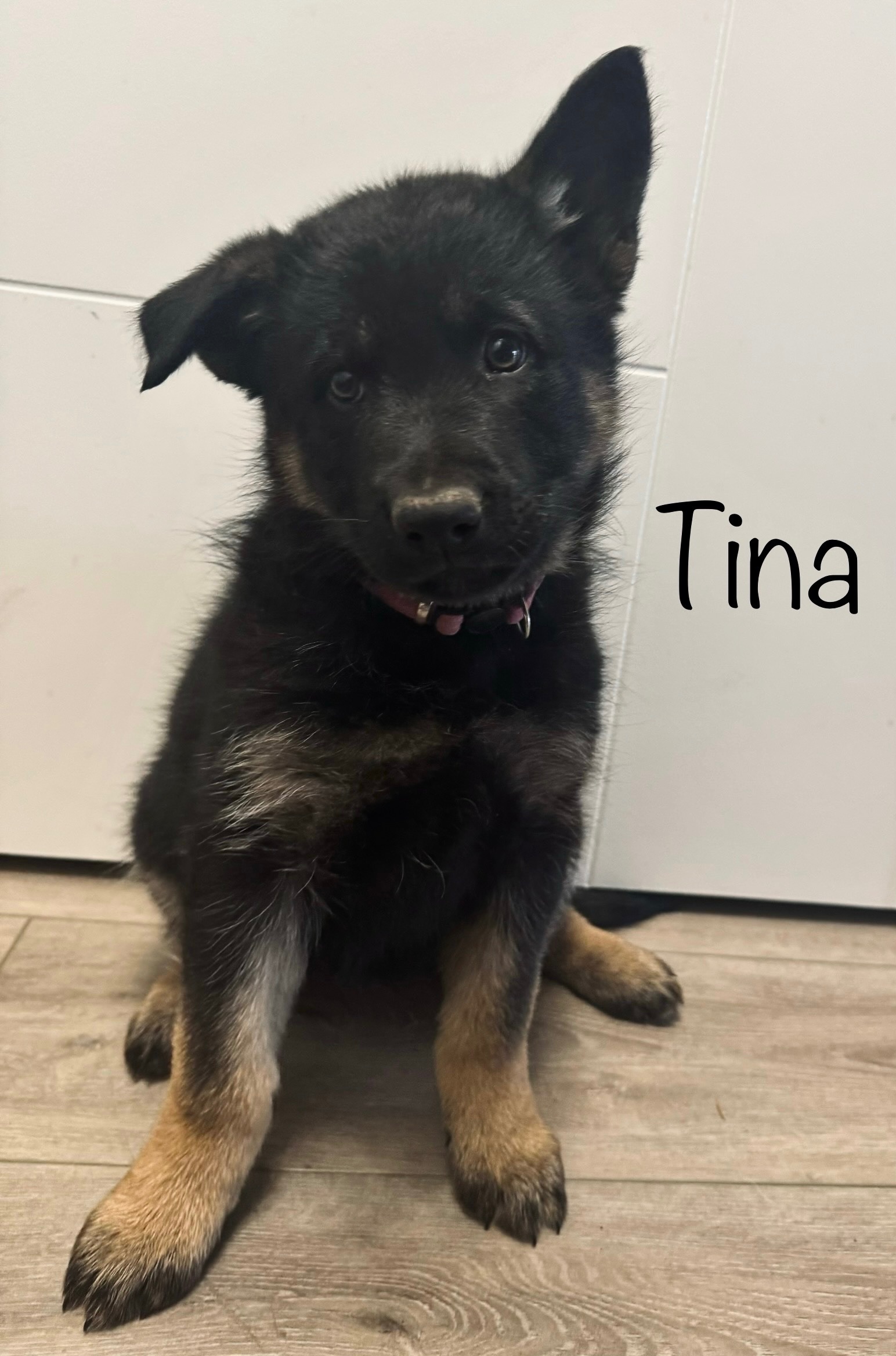 Photo of Purebred German Shepherd Puppies