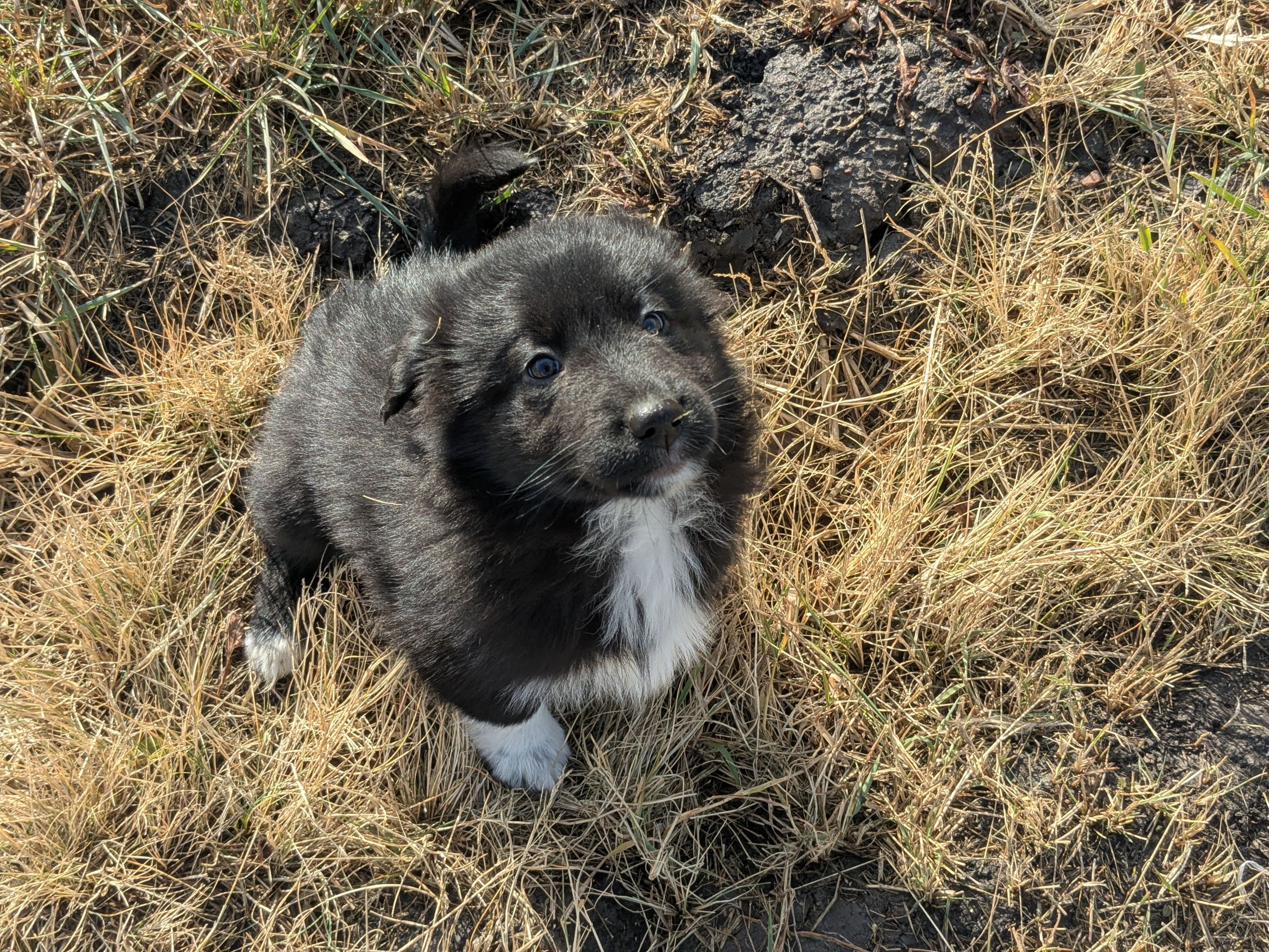 Photo of Puppies to give away 