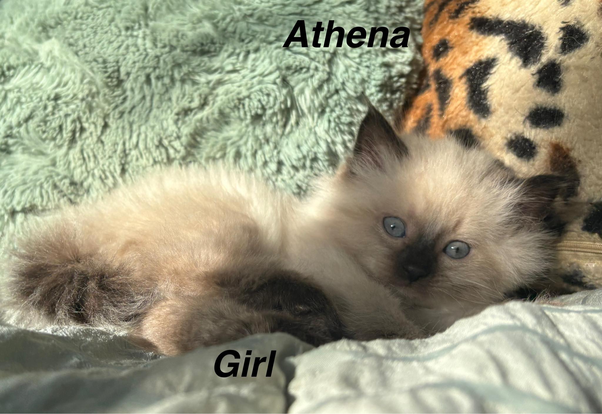 Photo of Purebred Ragdoll 