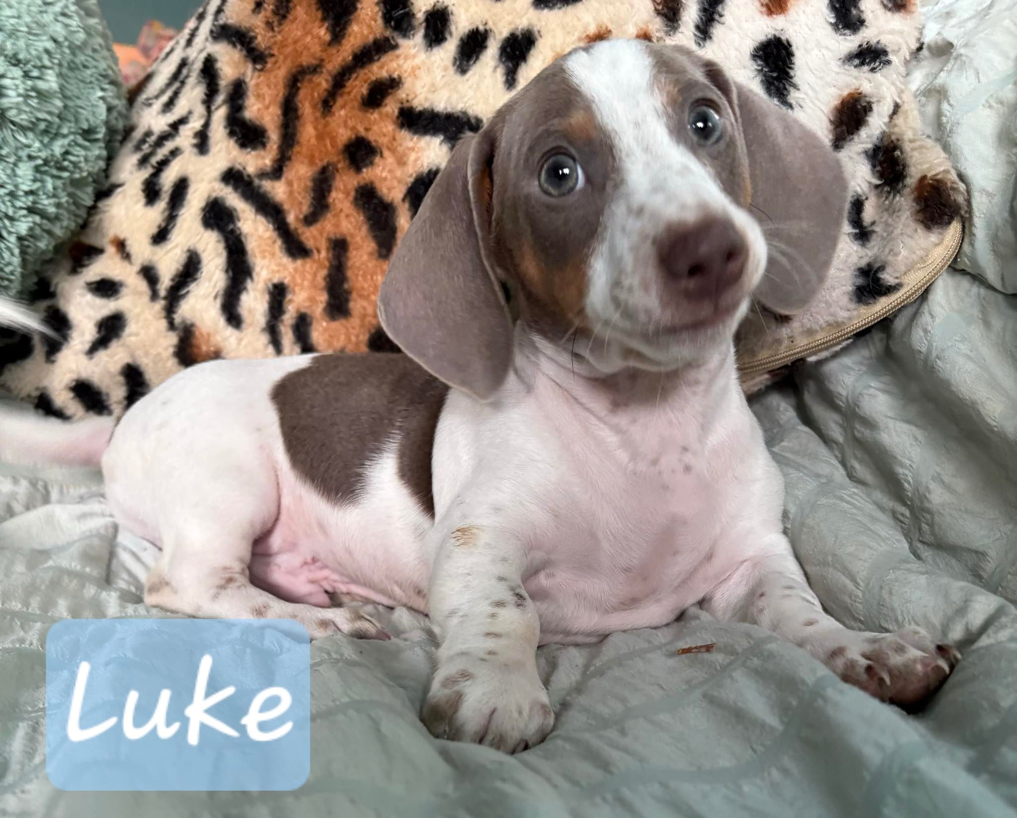 Photo of Miniature Dachshunds 