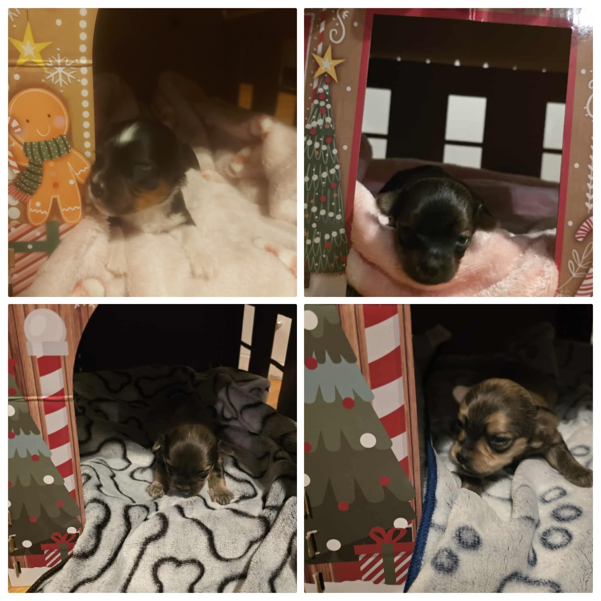 Yorkie X Havanese  - 2 - 1764171436333_1000000753