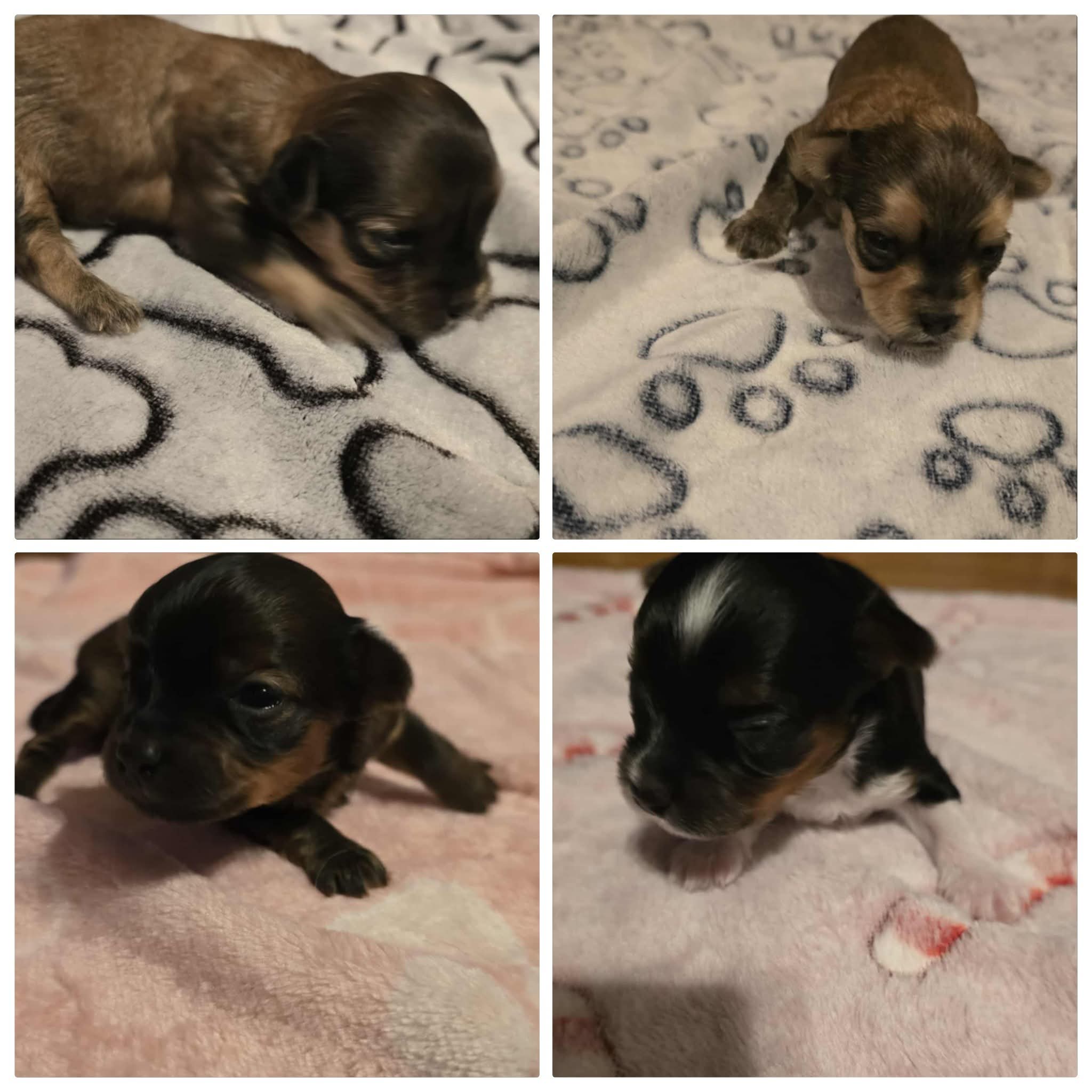 Photo of Yorkie X Havanese 