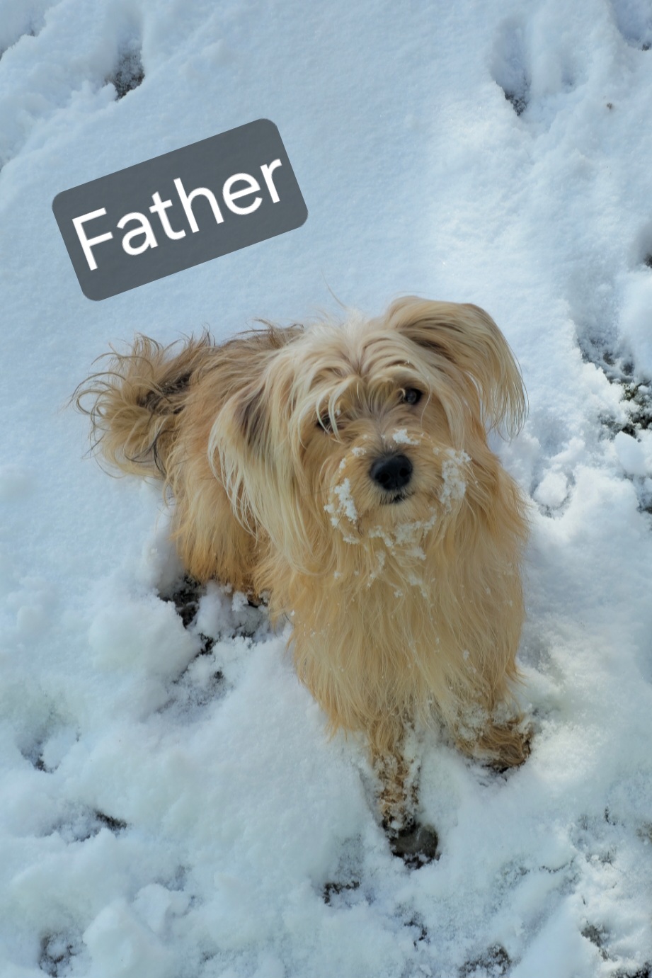 Yorkie X Havanese  - 4 - 1764171436333_1000001271