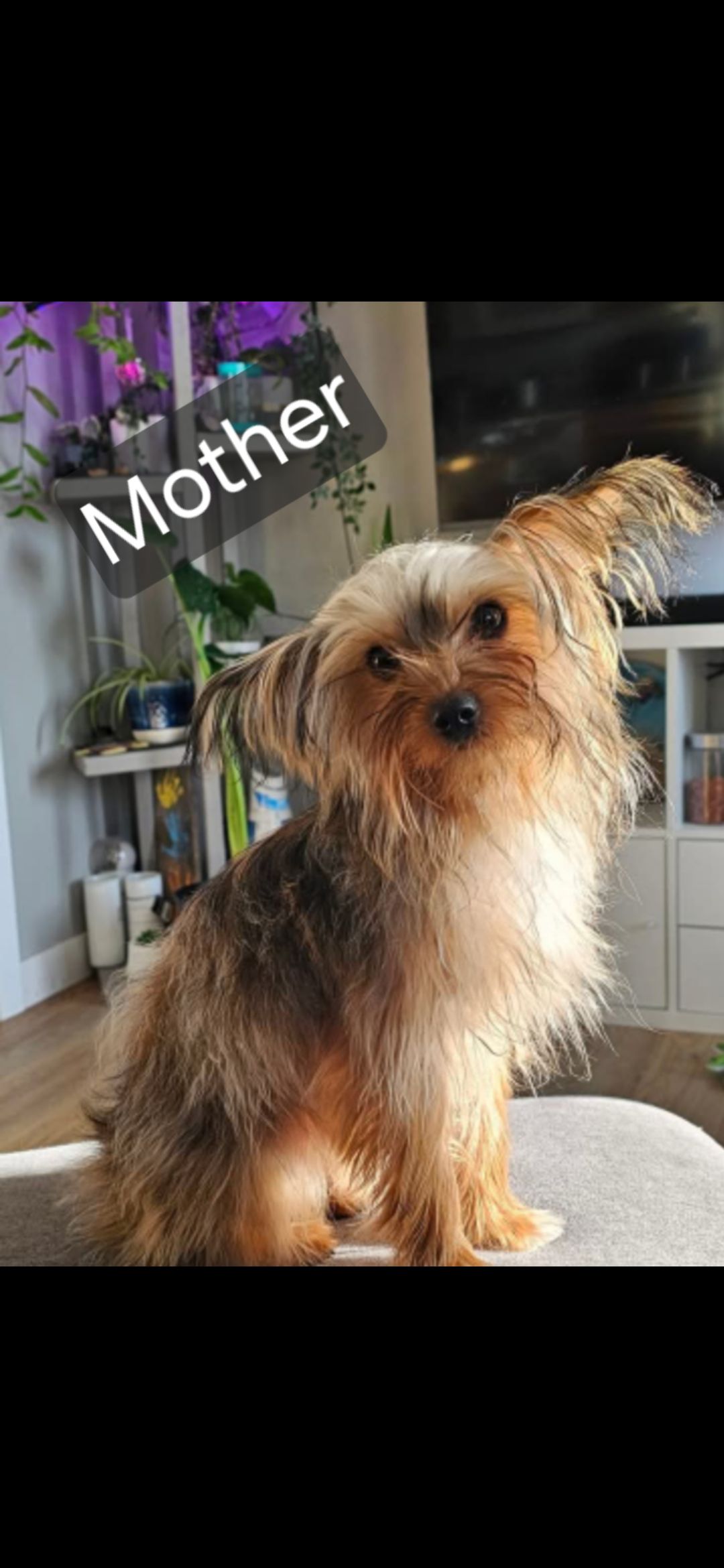 Yorkie X Havanese  - 3 - 1764171436511_1000001273