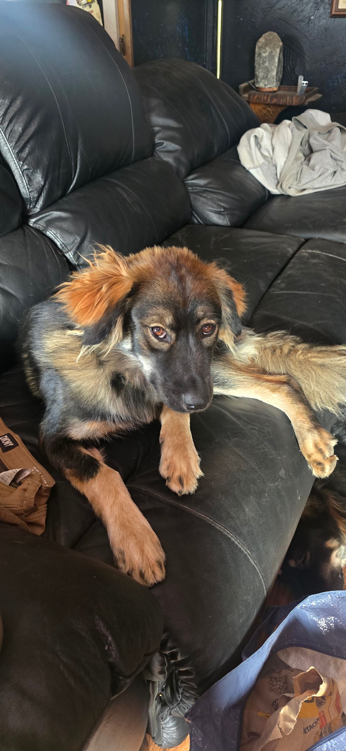 Photo of Year old puppy for sale 