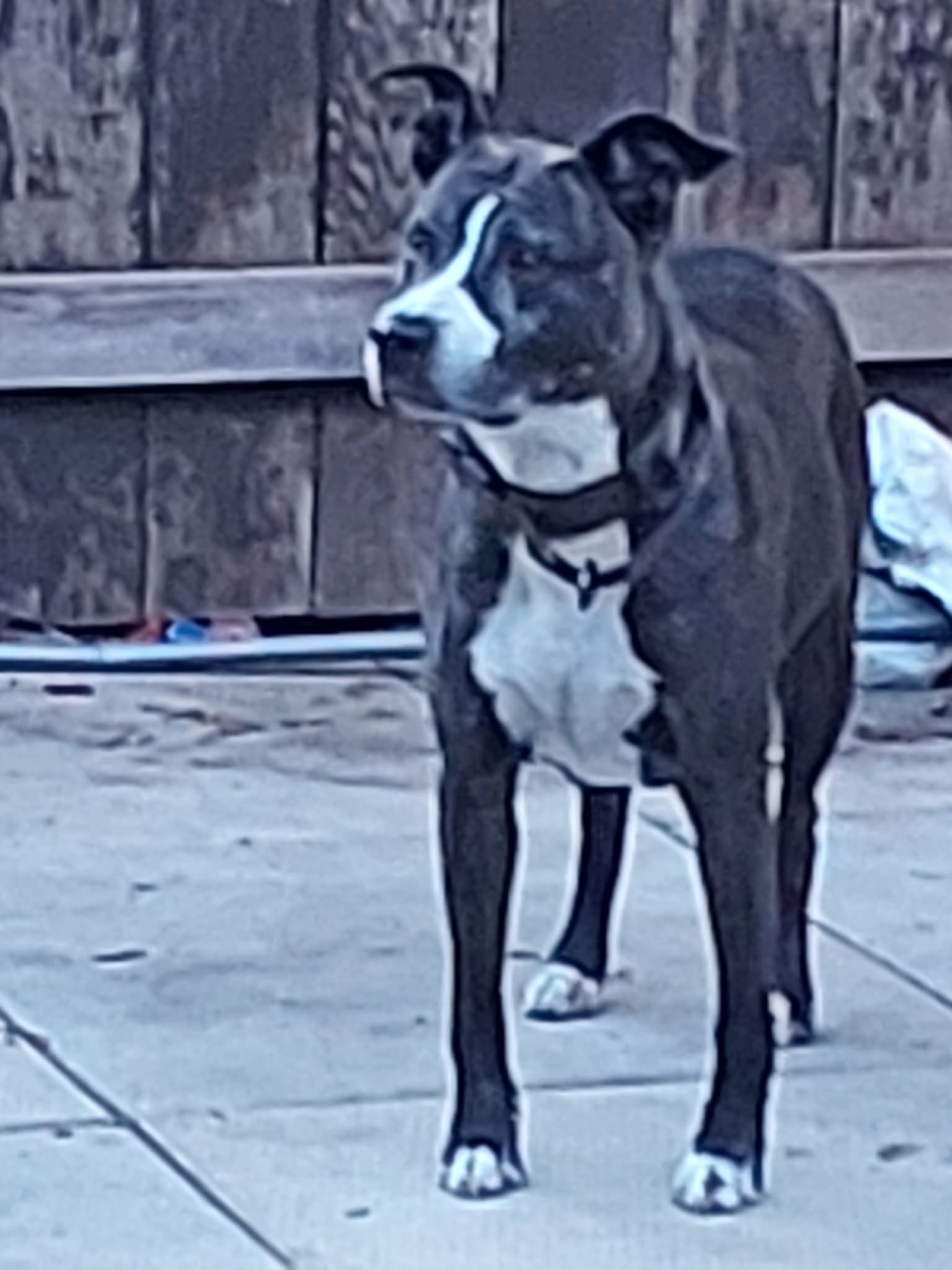 Photo of Pitbull puppies 