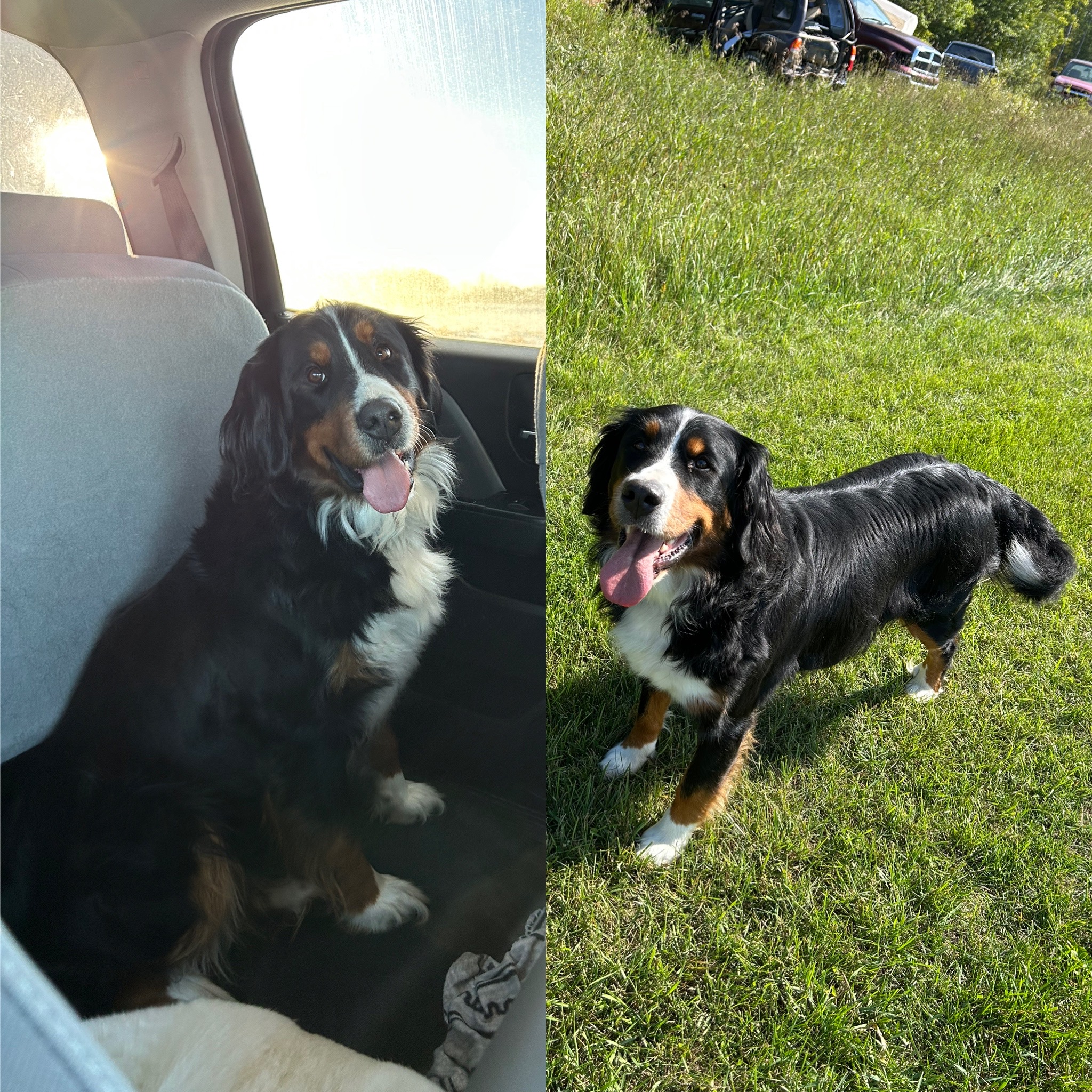 Beautiful Bernese/Aussie Puppies - 4 - 1764195938447_C0DD184C-4758-44C6-88D2-6E1407300AA3