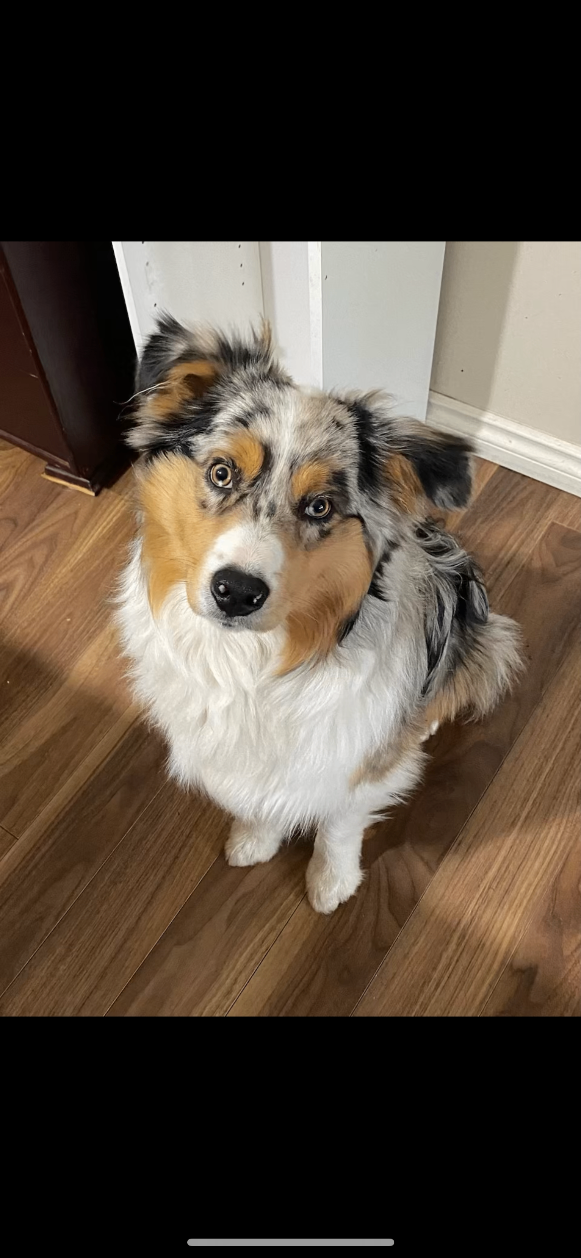 Beautiful Bernese/Aussie Puppies - 5 - 1764195940054_IMG_9103