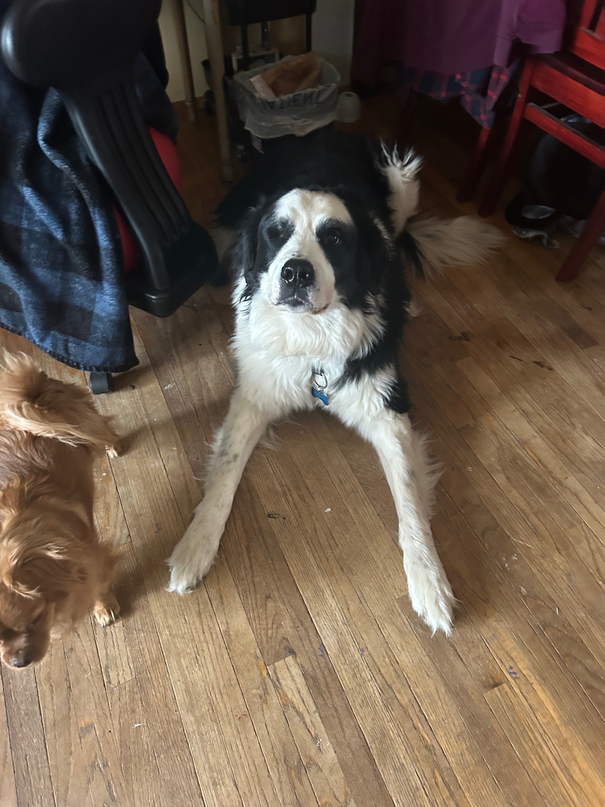 Photo of Great Bernese neutered male