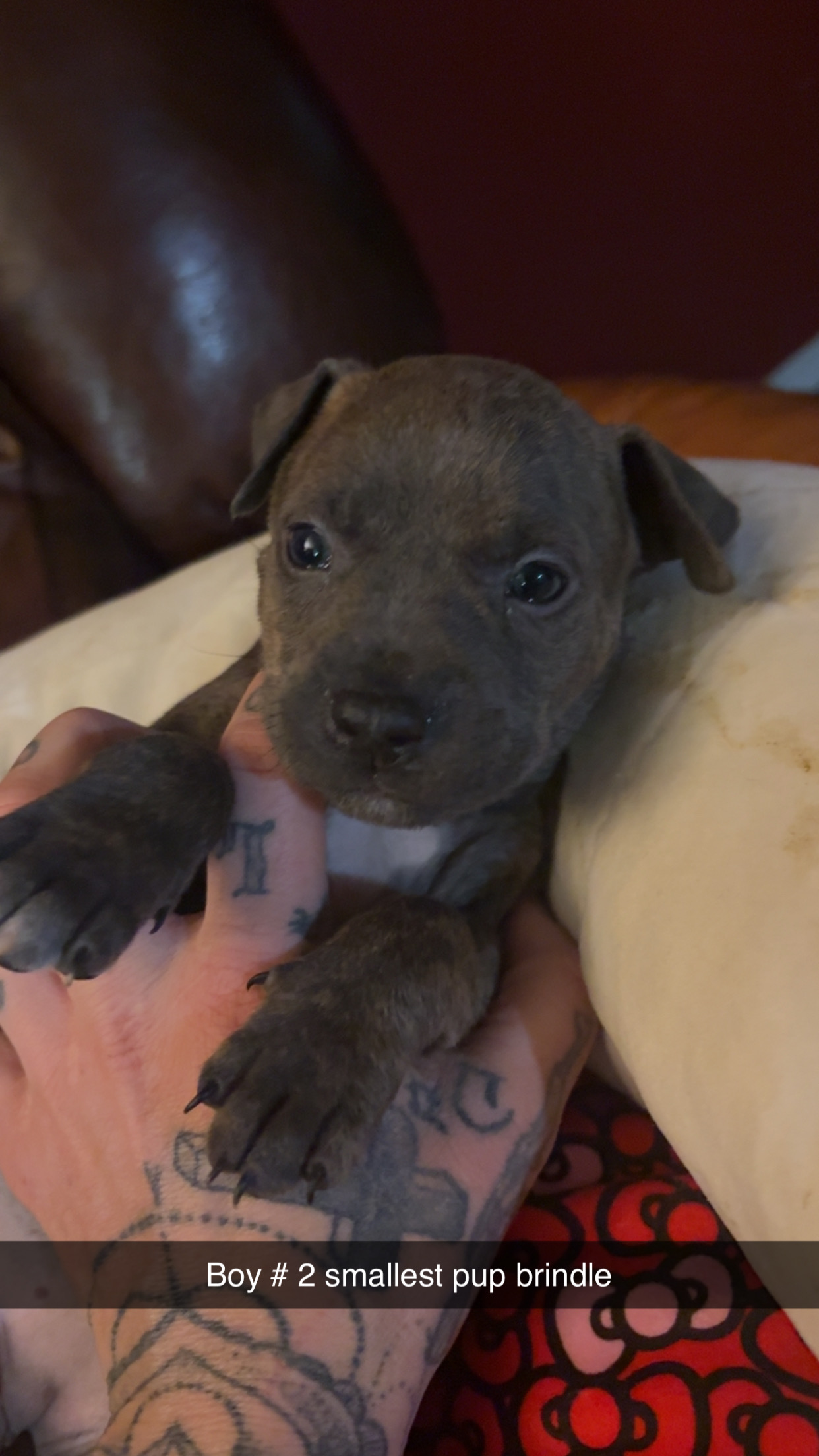 American bully blue nose babies - 6 - 1764217866760_IMG_3333