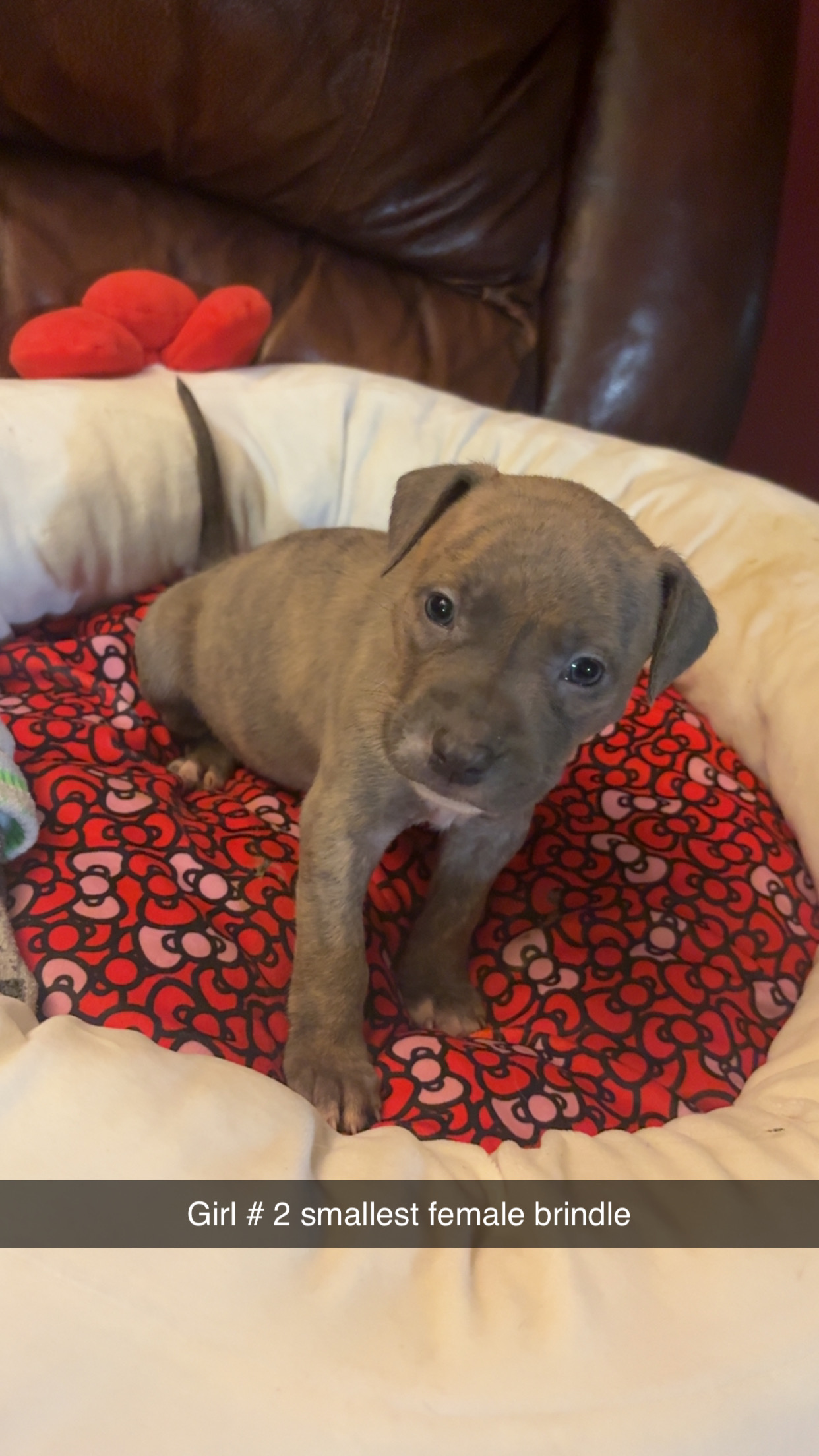 American bully blue nose babies - 4 - 1764217866760_IMG_3335