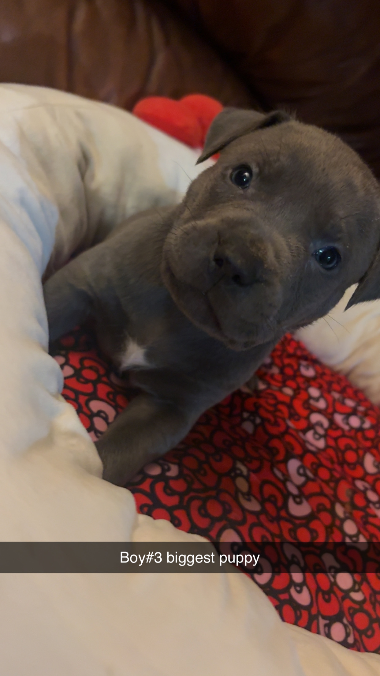 American bully blue nose babies - 5 - 1764217866760_IMG_3339
