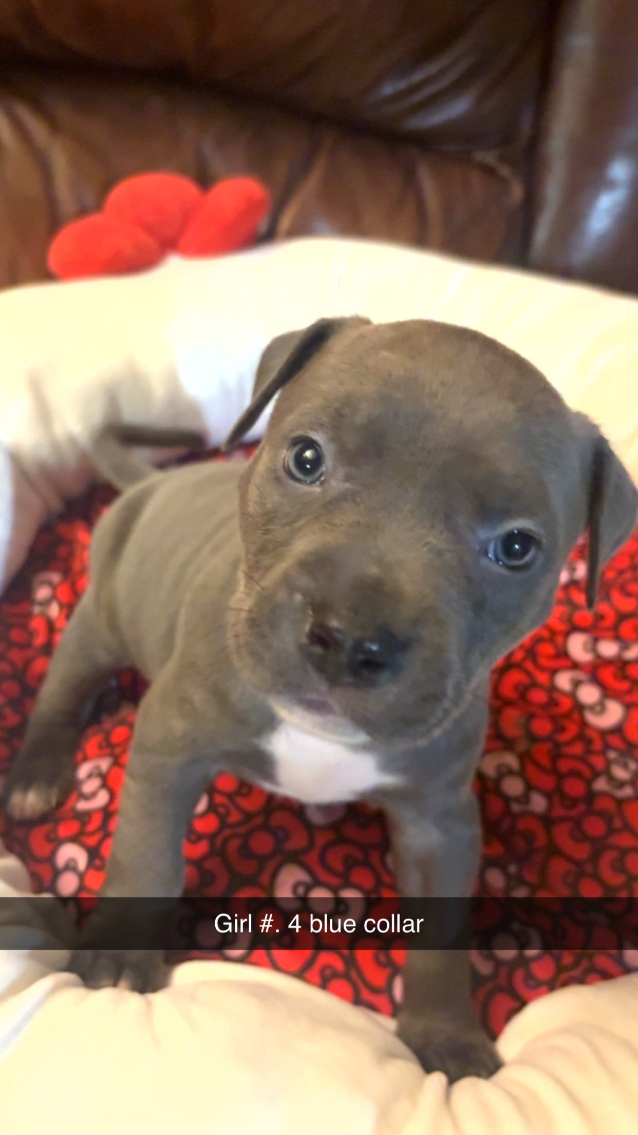 American bully blue nose babies - 9 - 1764217866760_IMG_3342