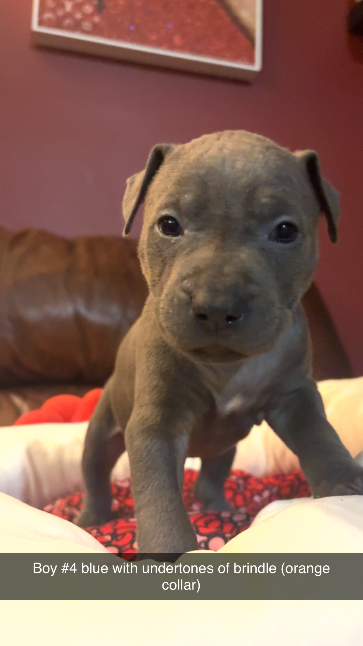 American bully blue nose babies - 8 - 1764217866760_IMG_3344