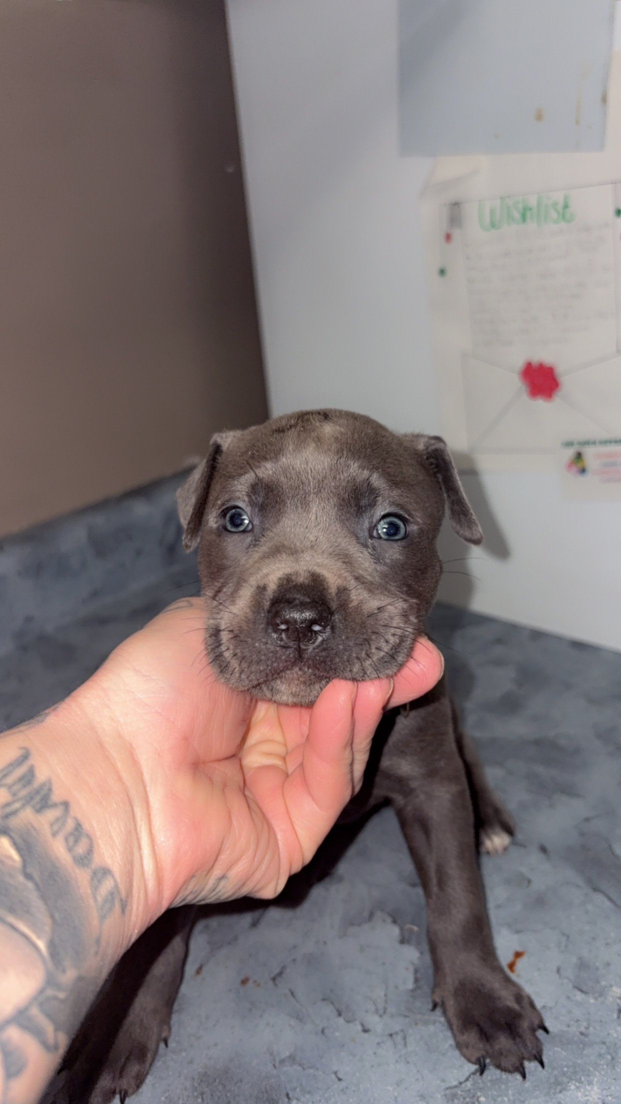 American bully blue nose babies - 7 - 1764217866760_IMG_3355