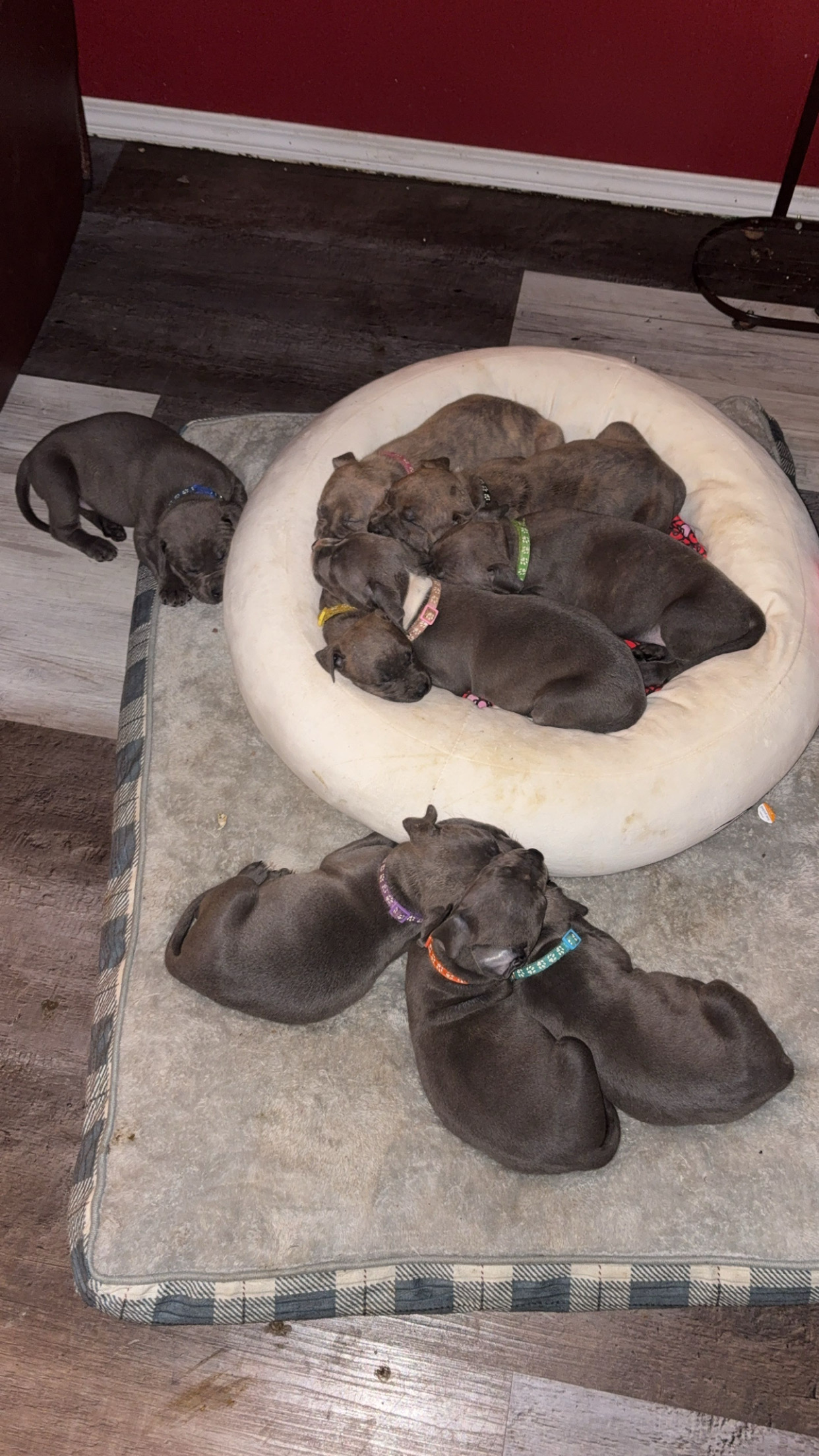 Photo of American bully blue nose babies