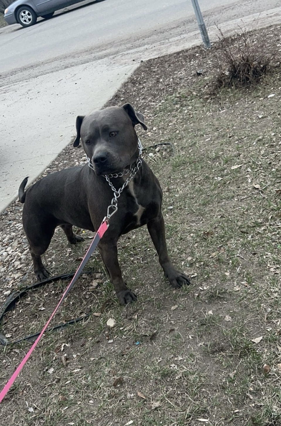 American bully blue nose babies - 12 - 1764217867123_IMG_3040