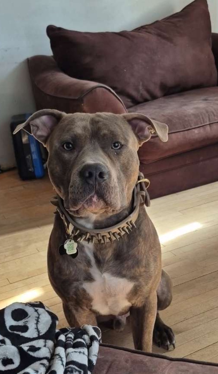 American bully blue nose babies - 11 - 1764217867182_IMG_3201