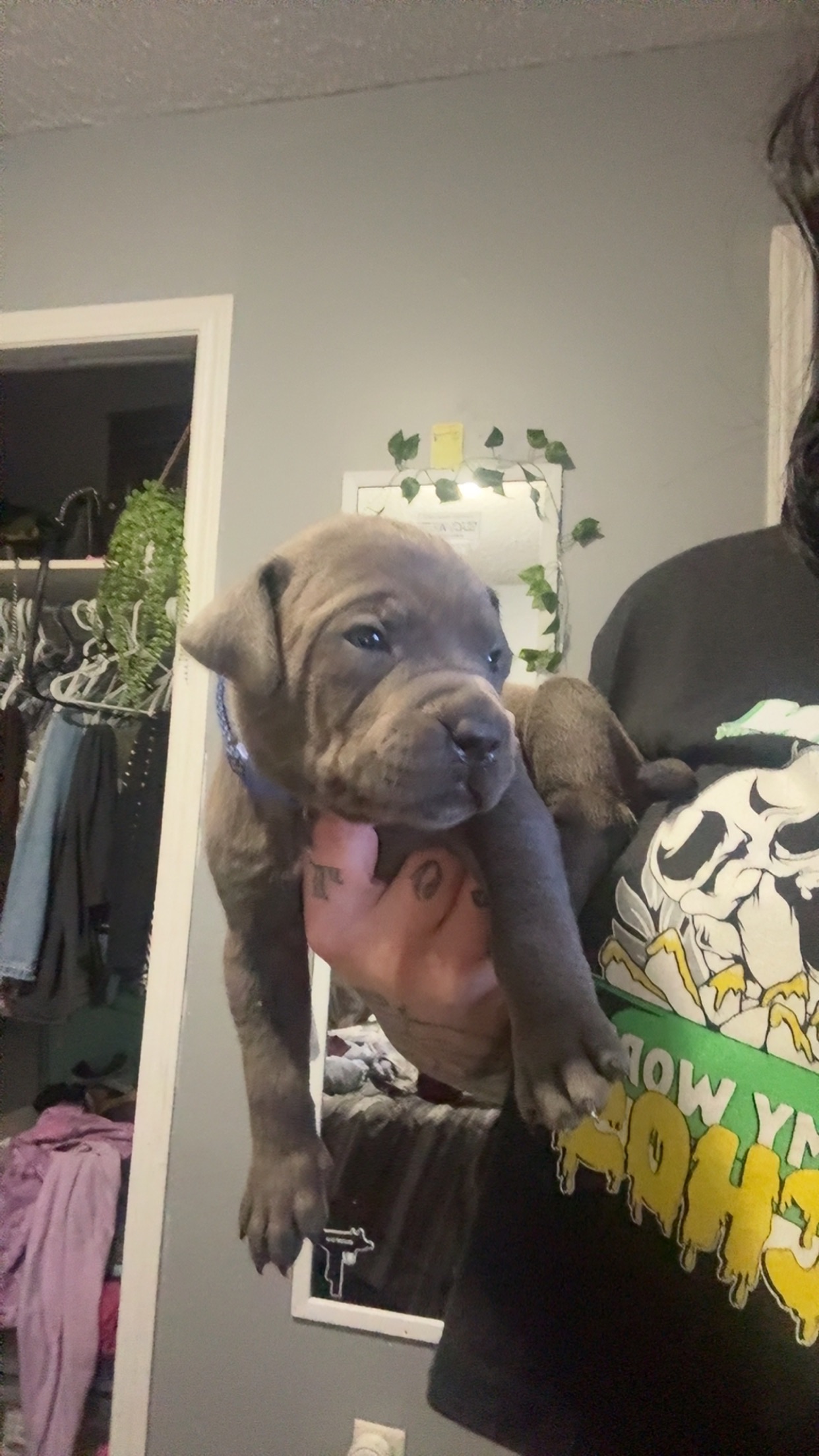 American bully blue nose babies - 10 - 1764217867355_IMG_3255