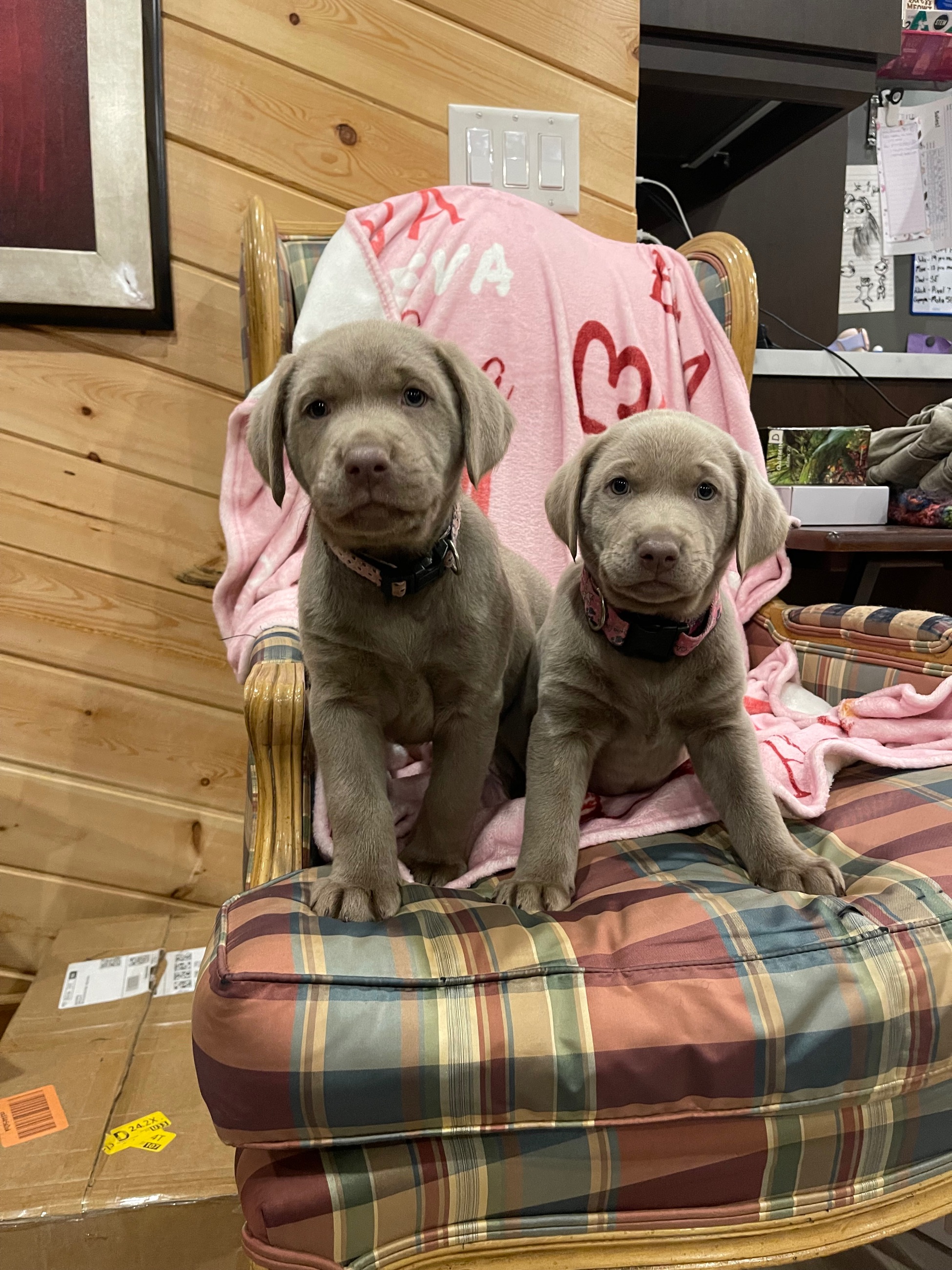 🐾 Purebred Silver Lab Puppies – Rare Colour! - 10 - 1764256017043_IMG_5588